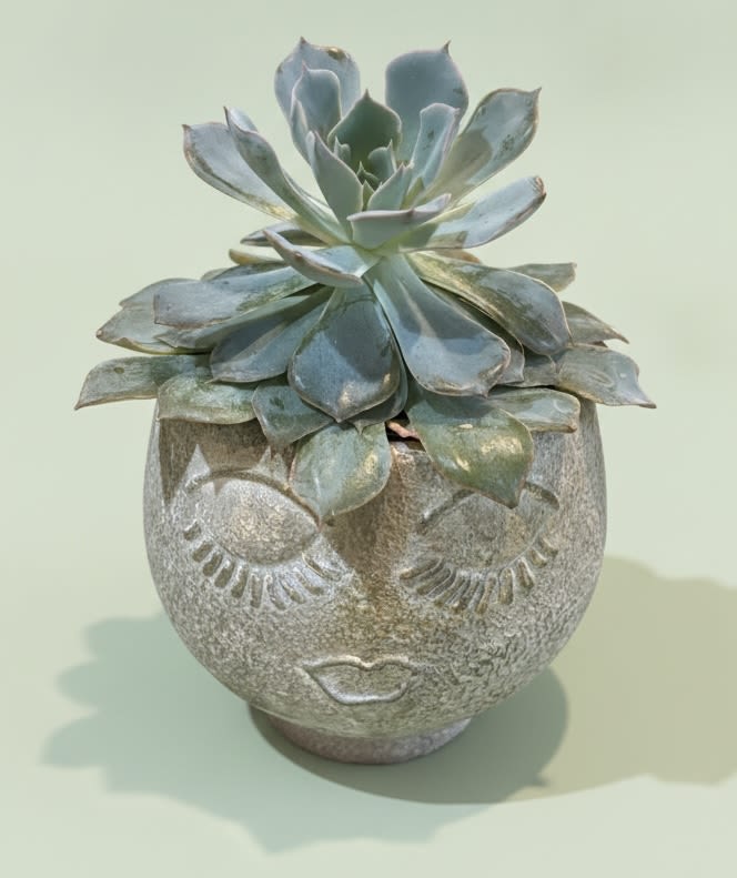 Succulent woman  - A single rosette succulent arranged in a whimsical ceramic planter shaped like a serene face makes a calm, modern statement-perfect as a housewarming gift, a "thinking of you" surprise, or a low-maintenance birthday present. This succulent arrangement reads as both decorative and personal; the cool blue-green rosette and textured planter evoke a quiet, confident charm that suits desks, shelves, or bedside tables and works nicely for Father's Day or retirement gifts that favor understated style.  The composition features one thick, layered rosette succulent in muted blue-green tones set in a round ceramic planter with embossed closed eyes and lips, giving it a sculptural, artful presence. The planter's texture and compact size make it easy to place in small spaces; the palette of green and blue keeps the look versatile with most décor. Succulents are low-maintenance-bright, indirect light and occasional watering-and arrive ready to display, making this a thoughtful "just because," thank you, or Admin Professionals' Week pick that will keep giving.
