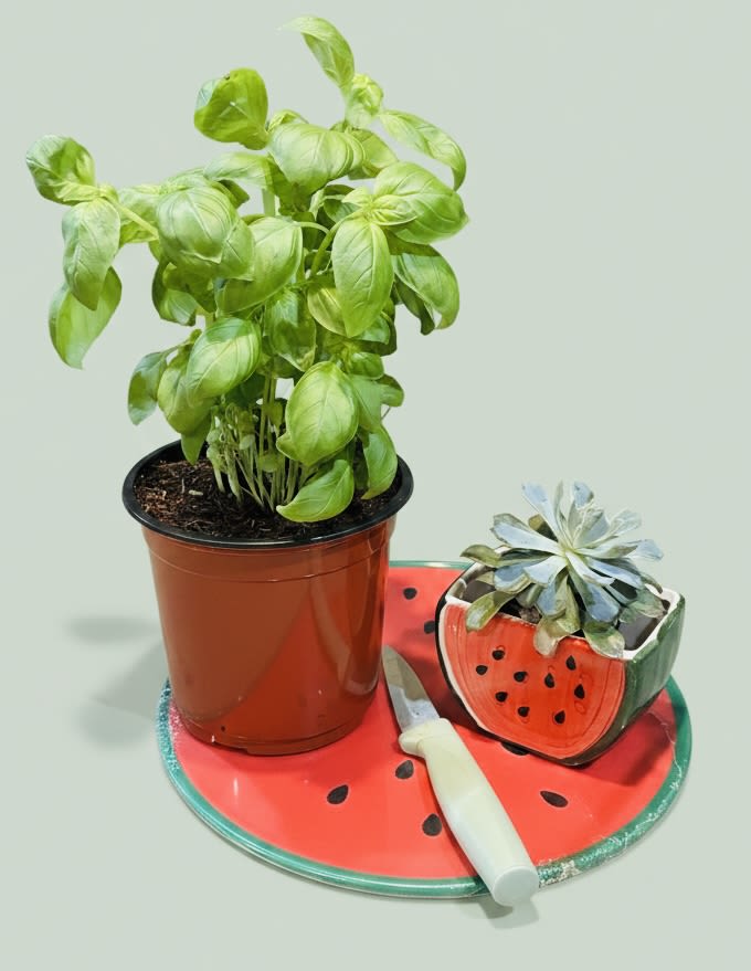 Basil plant and watermelon succulent pot kitchen bundle w/ sunflowers - A lively kitchen bundle that feels like summer: a leafy basil plant paired with a blue-green watermelon succulent makes an ideal housewarming or hostess gift and a playful touch for casual occasions like a birthday or "thinking of you" visit. The fresh green basil immediately reads as useful and fragrant - the kind of gift that says "welcome to your kitchen" or "enjoy cooking" to the person you're thinking of.  The set includes a healthy basil in its brown plastic nursery pot alongside a small succulent nestled in a decorative ceramic planter shaped and colored like a watermelon. Both sit on a matching watermelon tray with bright red surface and black seed details; the bold red and vivid greens create cheerful contrast while white and blue accents on the planter add visual interest. Also included is a small knife for harvesting basil leaves - practical, compact, and ready to use as a kitchen accent.  Perfect for a friend who loves fresh herbs, a new homeowner, or anyone who appreciates whimsical countertop plants, this bundle brings color and utility to small spaces. Keep basil in bright, indirect light, water when the top inch of soil feels dry, and allow the succulent to have drier conditions; choose the decorative ceramic planter and tray for display and remove the basil's nursery pot only if transplanting.
