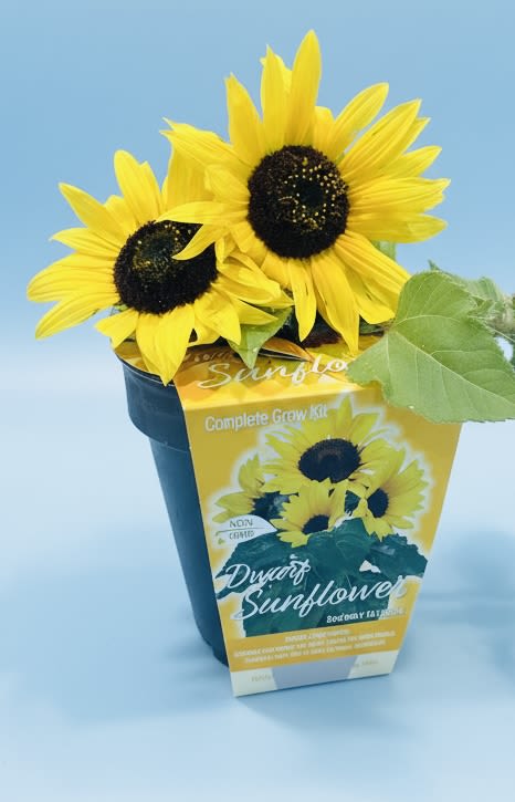 Gift a pot of dwarf sunflowers! - Two bright dwarf sunflowers with dark centers sit cheerfully in a compact nursery pot wrapped in a printed retail sleeve-an upbeat potted sunflower arrangement perfect for a birthday, "just because," or a sunny spring or summer accent. The vivid yellow petals pop against a pale blue background and give the recipient an immediate sense of warmth and optimism; this is the kind of gift that makes someone feel noticed and genuinely brightens a room.  Alongside the sunflowers, clusters of vivid blue and pale blue hydrangea-like blooms, a few soft pink flowers, and small white accents add texture and a fresh, garden-picked look. Presented in a plastic plant pot with a printed sleeve and clear plastic wrap, the arrangement is casual, easy-care, and ready to display on a windowsill, desk, or entry table. Ideal for friends, neighbors, or coworkers who appreciate bold summer color, this compact pot brings long-lasting cheer with minimal fuss.