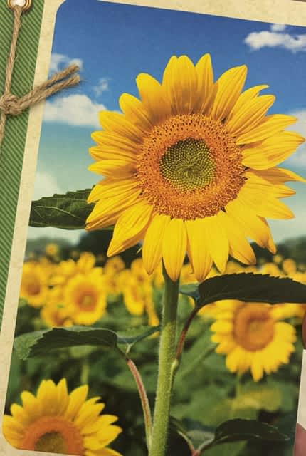 Sunflower on a printed card with a blue sky background