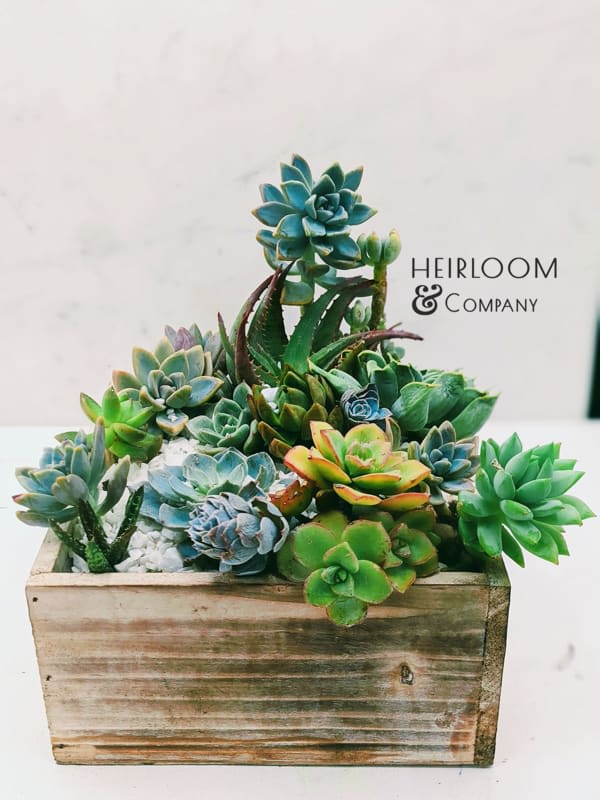 Assorted succulents arranged in a wooden planter box