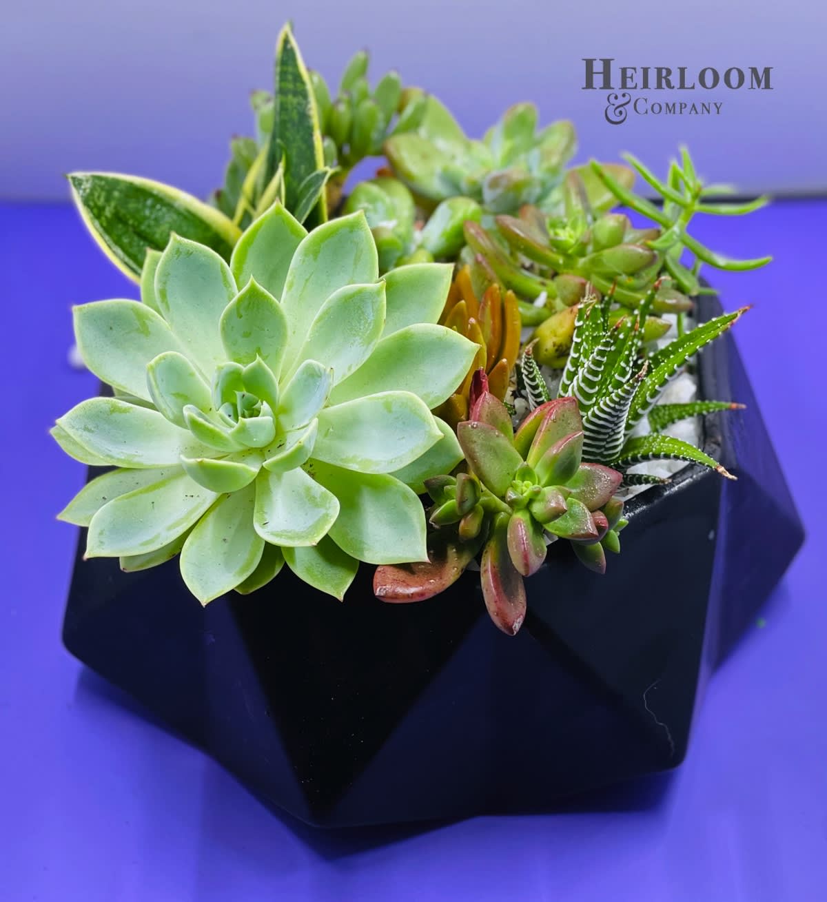 Succulent arrangement in a black geometric planter