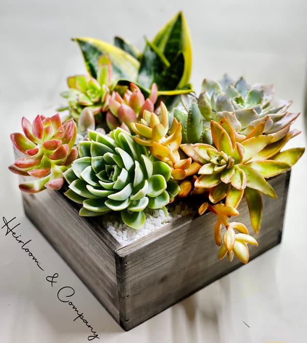 Succulent arrangement in a square wooden planter