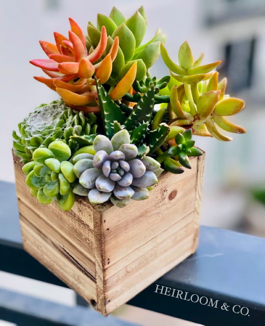 Succulent arrangement in a wooden cube planter