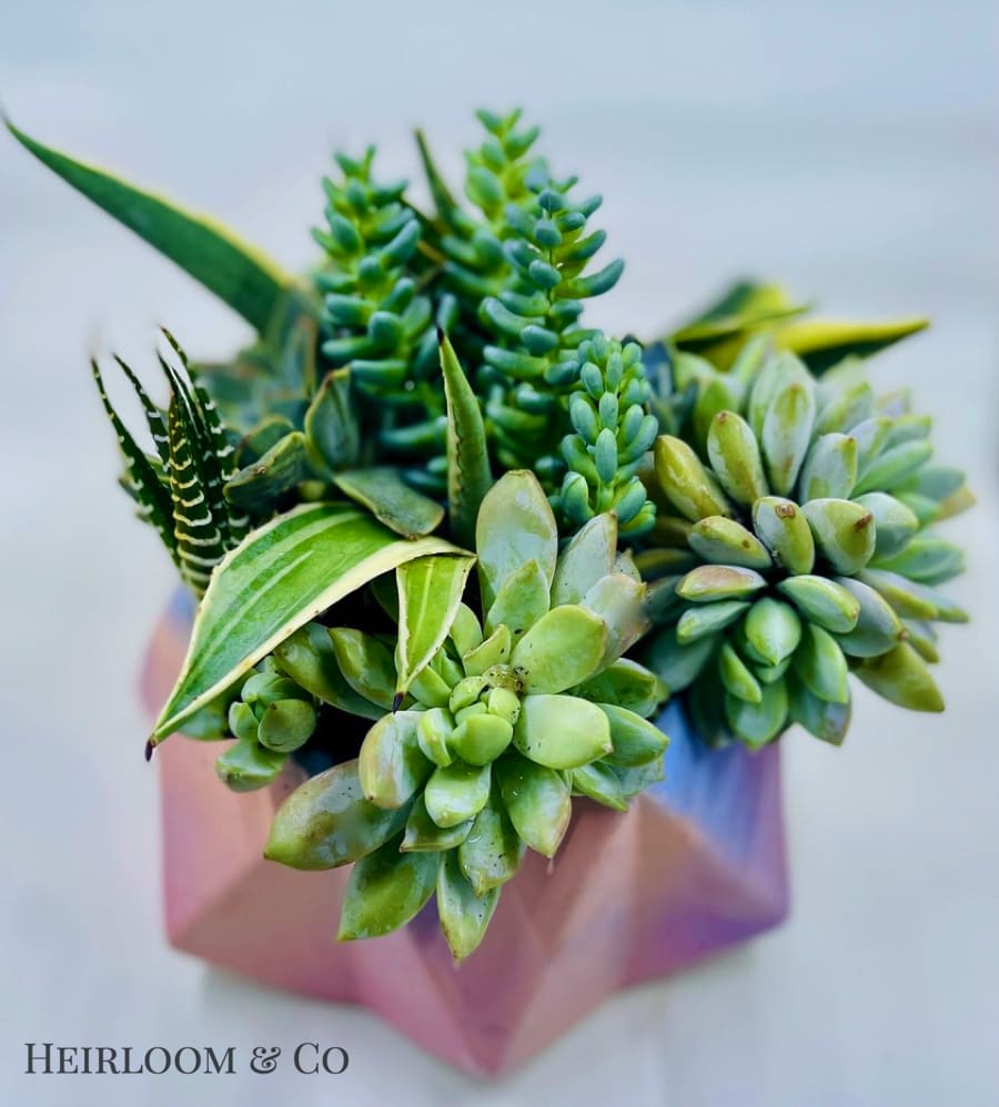 Succulent arrangement in a pink geometric container