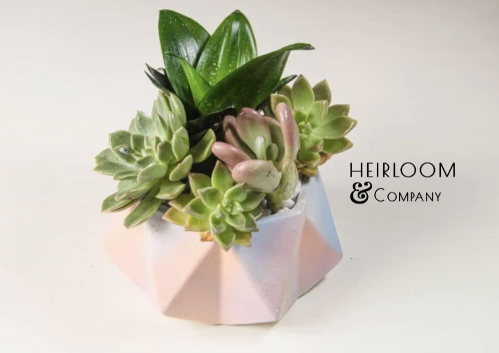 Succulent arrangement in a faceted pink pot