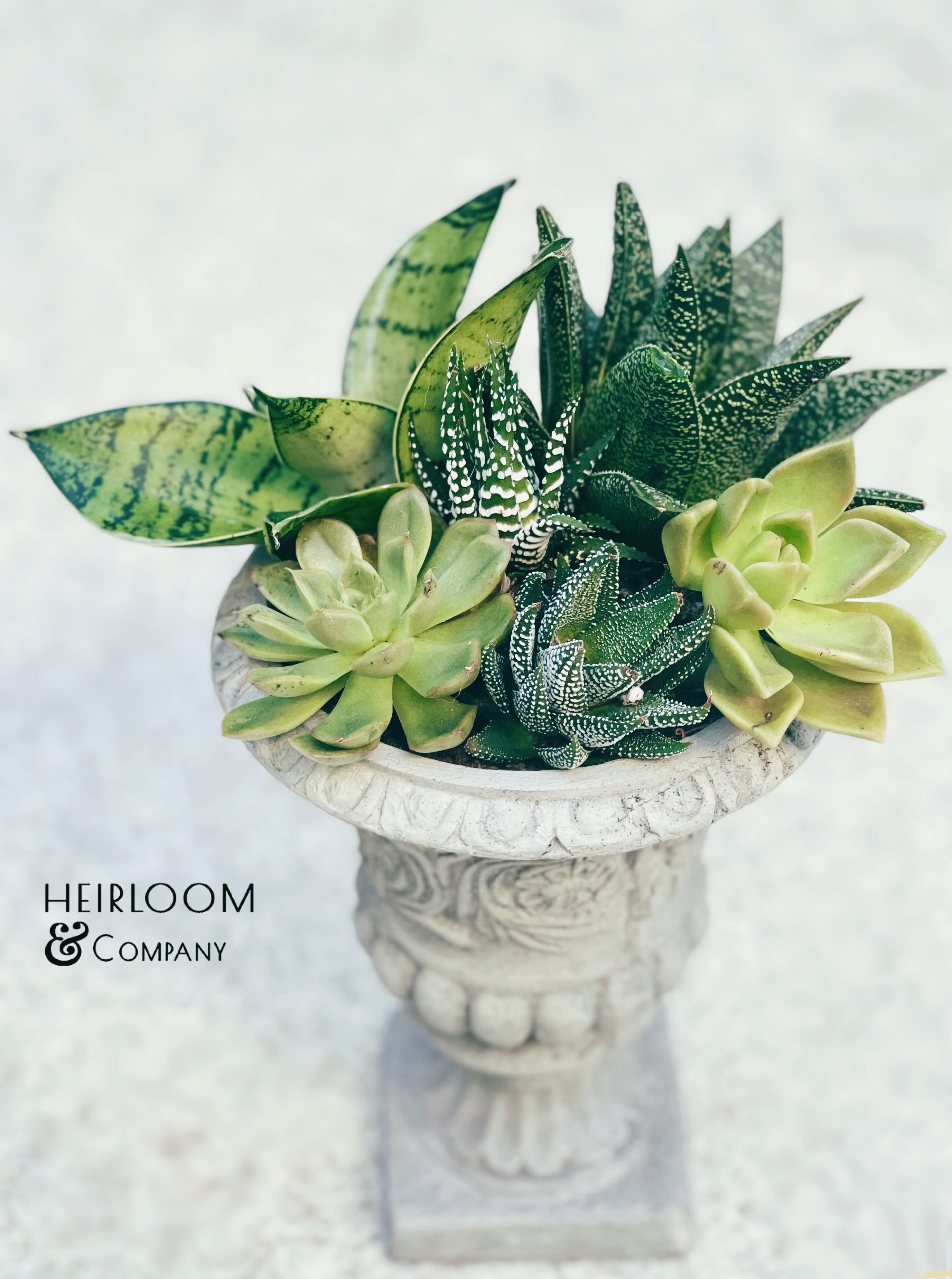 Succulent arrangement in a carved stone pedestal planter