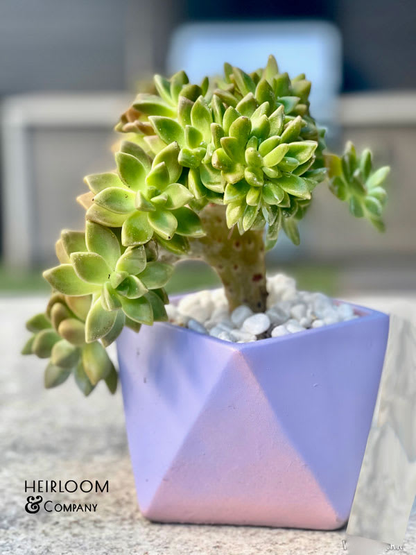 Potted succulent in a lavender geometric planter with white pebbles
