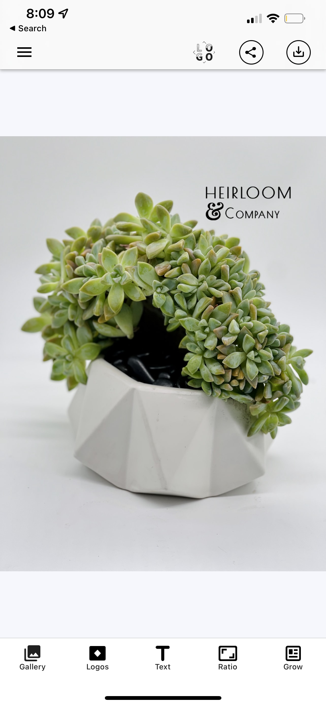 Potted succulent arrangement in a white geometric planter