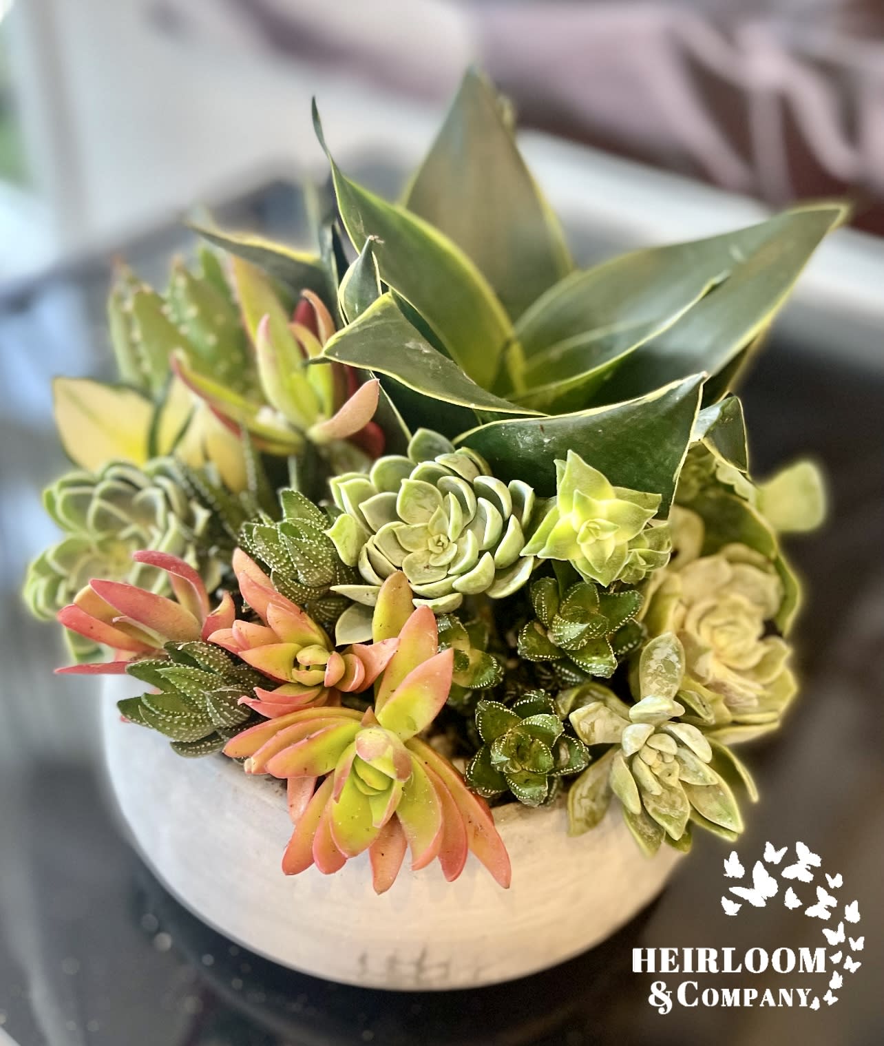 Succulent arrangement in a round white pot with green and pink rosettes