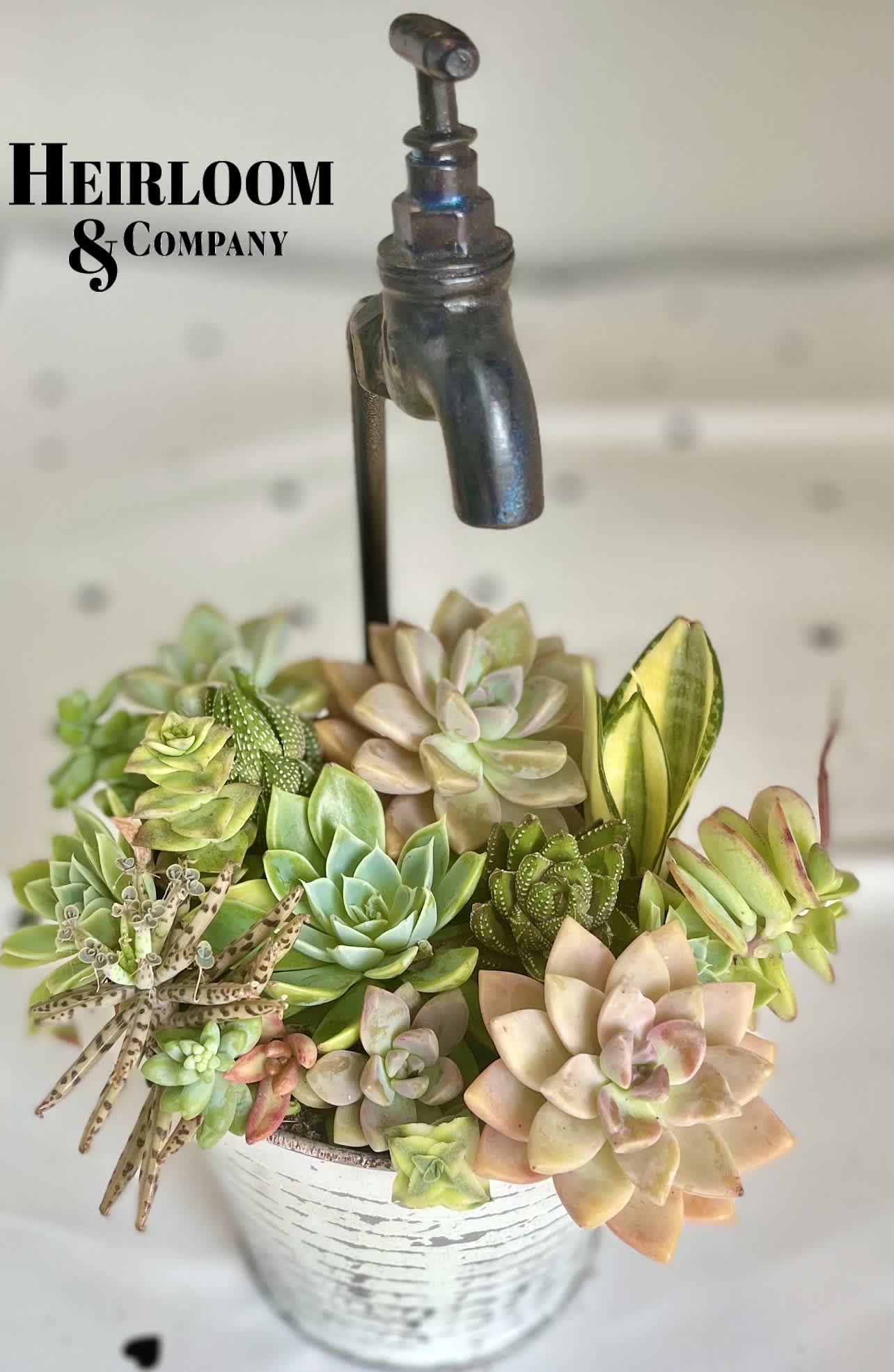 Succulent arrangement in a white container with a metal spout topper