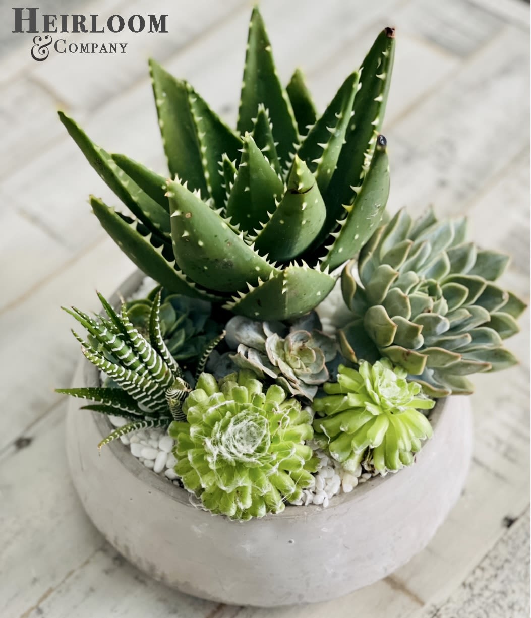 Potted succulent arrangement with assorted green rosettes and spiky aloe-like plants
