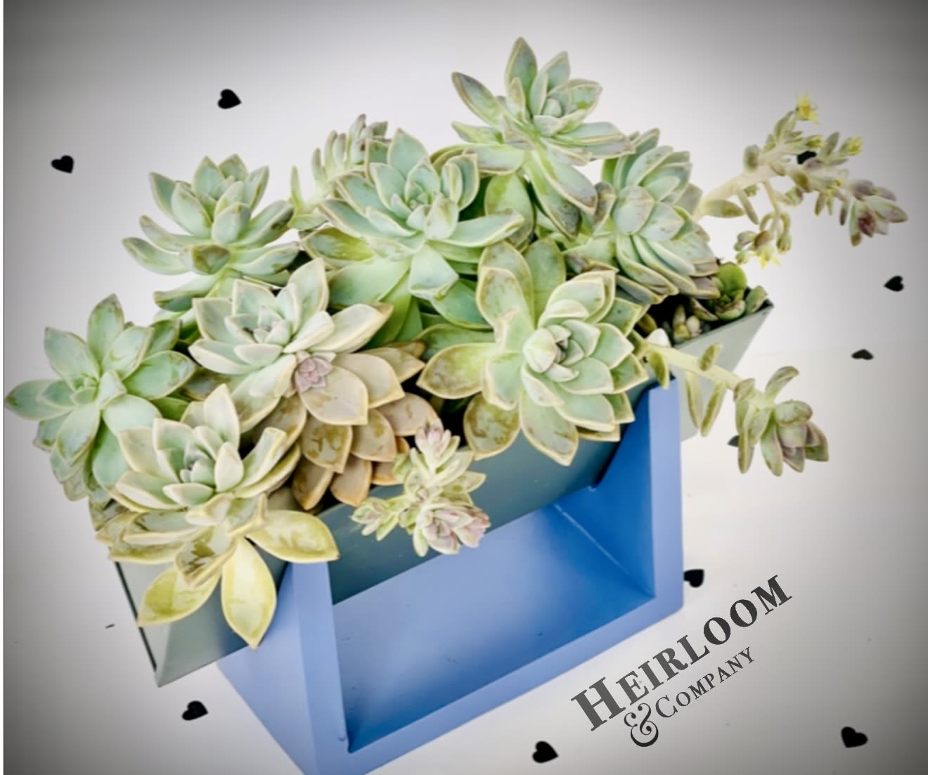 Ocean Blue Succulent Garden Designer Living Succulent Arrangement - Pale green rosettes and cream-toned succulents tumble from a sleek blue rectangular gift box for a modern housewarming or just-because succulent arrangement that feels both sculptural and soothing. This flower arrangement for housewarming, thank-you, or everyday gifting puts the focus on long-lived texture and quiet color-she'll feel seen by a gift that's stylish, low-maintenance, and clearly chosen with taste.  A dense cluster of pale green and cream succulents creates layered rosettes with soft lavender and beige edges, giving subtle blue and purple notes against the box's rich blue finish. The arrangement arrives in a branded blue gift box with a clean, contemporary profile that reads like a piece of tabletop decor; the compact footprint makes it easy to place on a mantel, desk, or bedside table.  Perfect for someone who prefers modern design over frills, this succulent garden says "welcome home," "thank you," or "thinking of you" without fuss. Succulents require minimal care-bright, indirect light and occasional watering-so it's ideal for busy friends, new homeowners, or anyone who likes living gifts that keep giving.