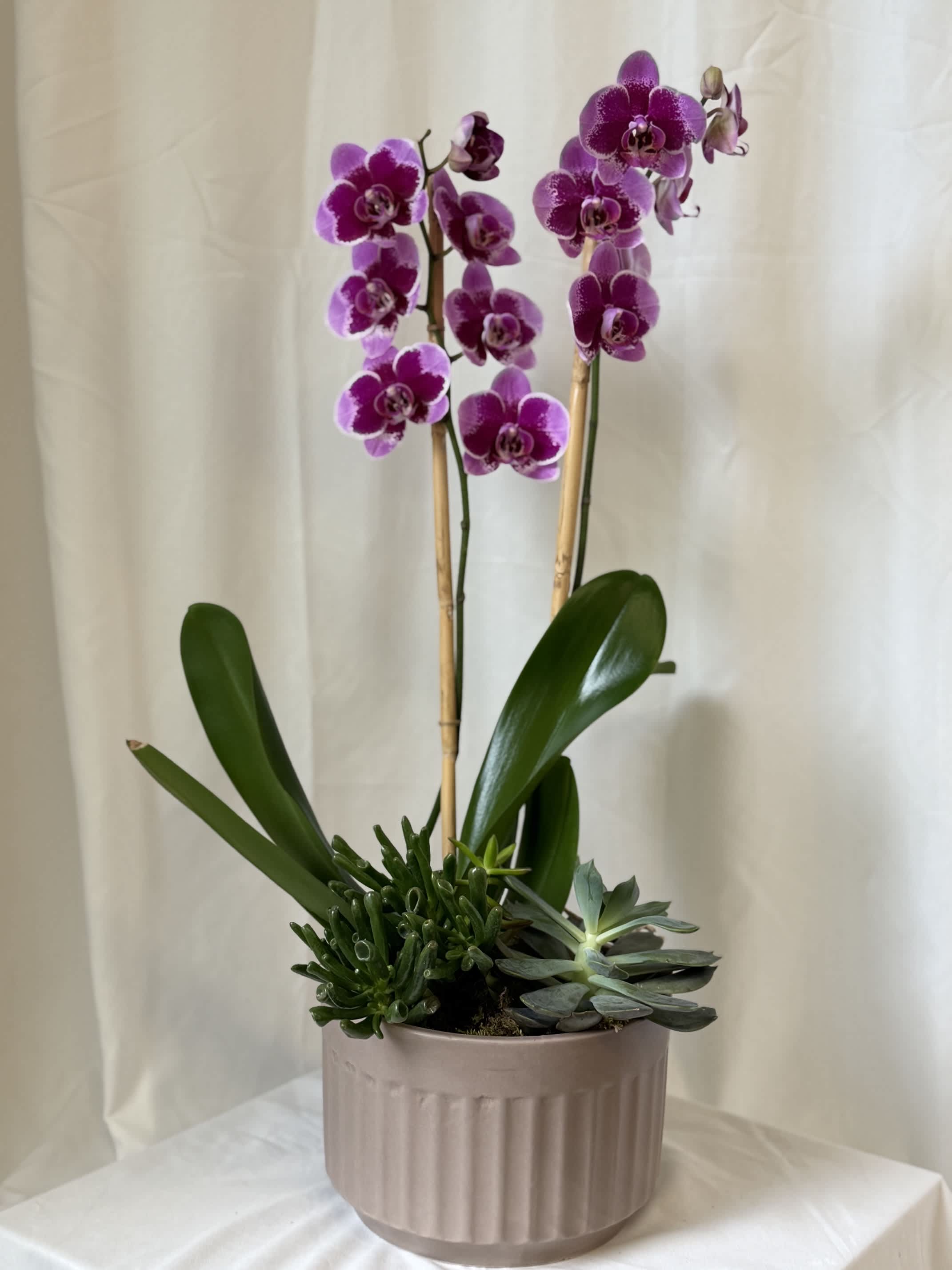 Potted purple orchids with succulents in a ribbed ceramic planter