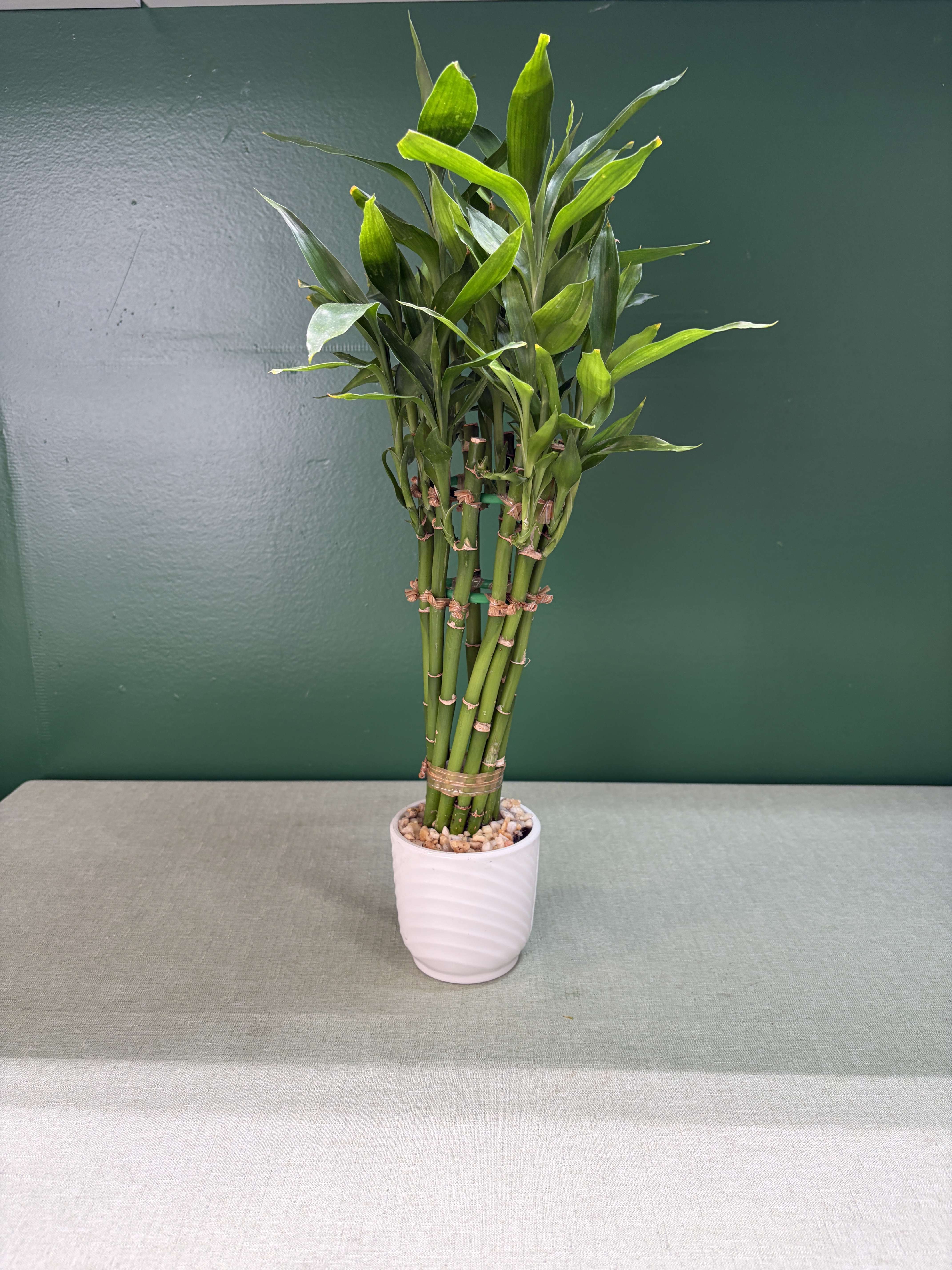Potted lucky bamboo plant in a white ceramic pot