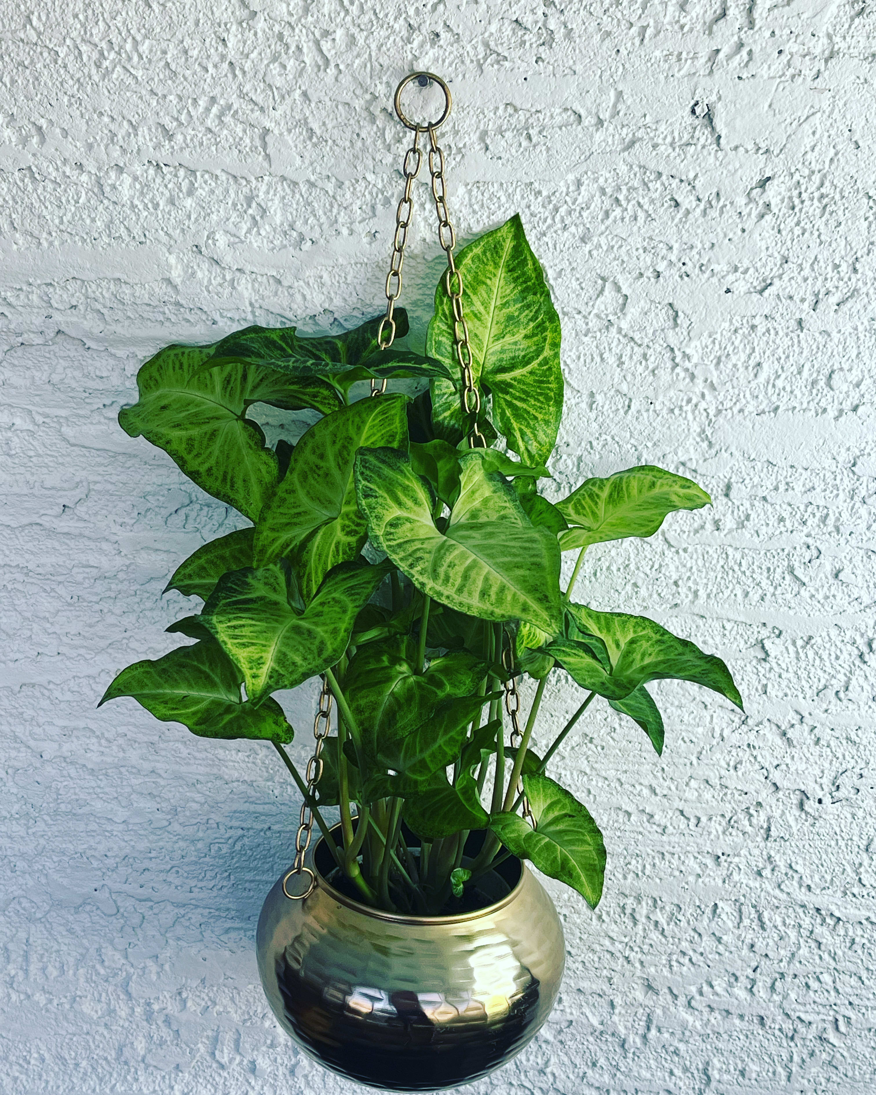 Hanging potted plant with bright green arrow-shaped leaves in a gold planter