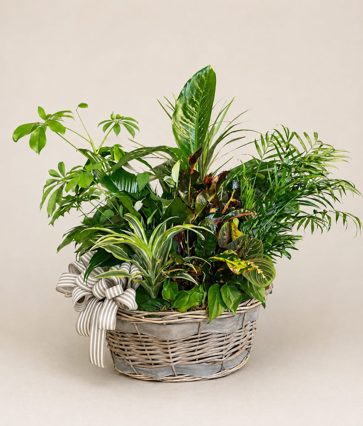 Mixed green houseplants in a wicker basket with a striped ribbon