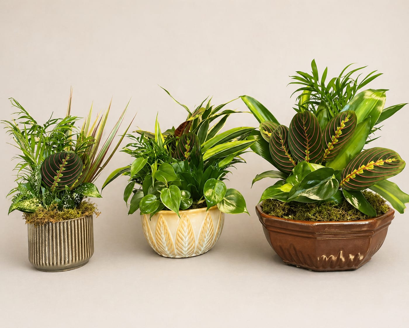 Three potted tropical plant arrangements in decorative containers