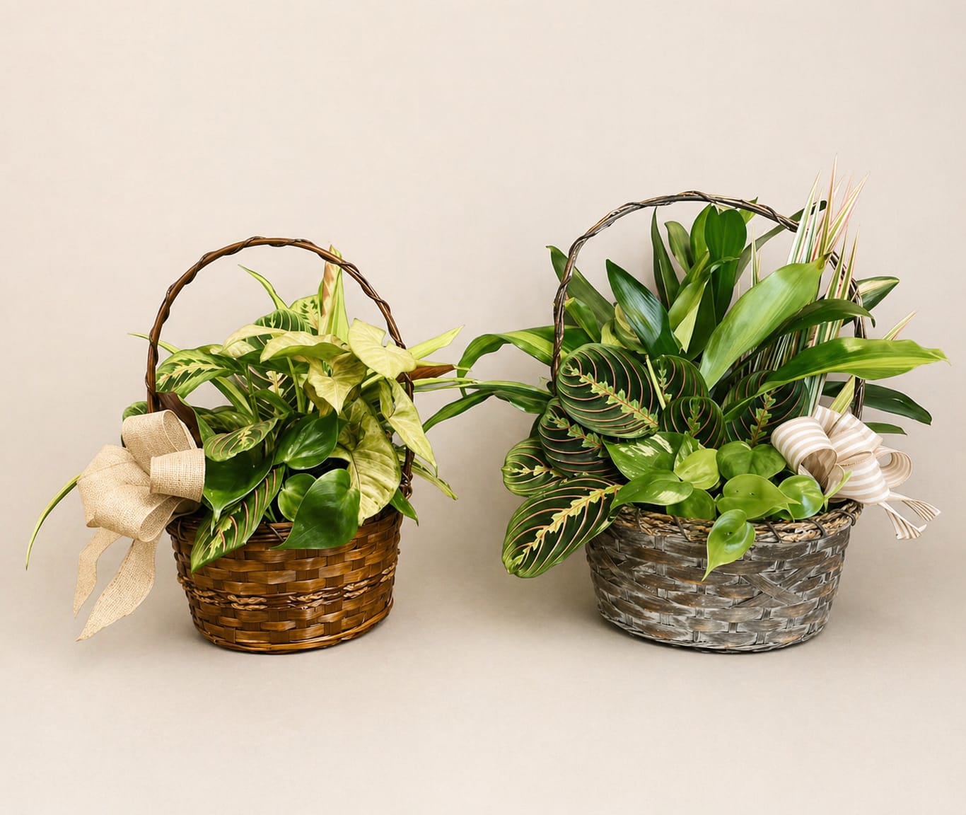 Mixed Basket Planter - Mixed planters in baskets. These plants do well in medium light and grow together nicely.  The 8 inch basket is the standard size and the 10 inch basket is the Deluxe size.  