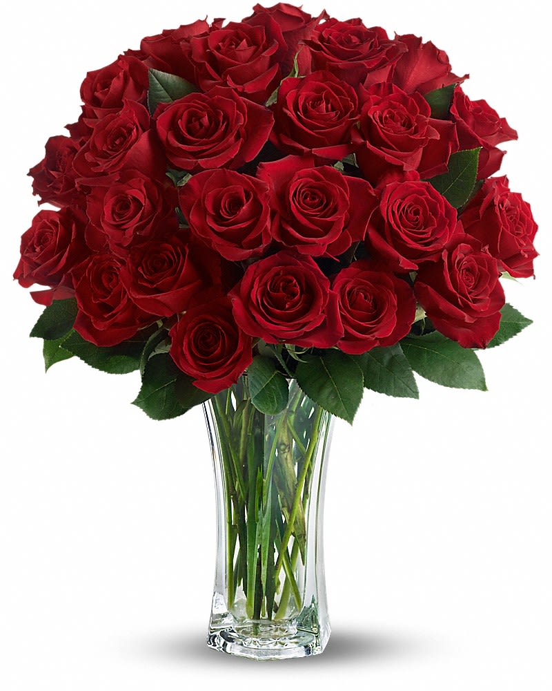 Love and Devotion -36 Long Stemmed Red Roses - Make love blossom all over again. Surprise her with not one, but 36 gorgeous red roses in a sparkling clear glass vase. Life will be twice as rosy for you both - all week long. The spectacular bouquet features two dozen red roses accented with salal.
