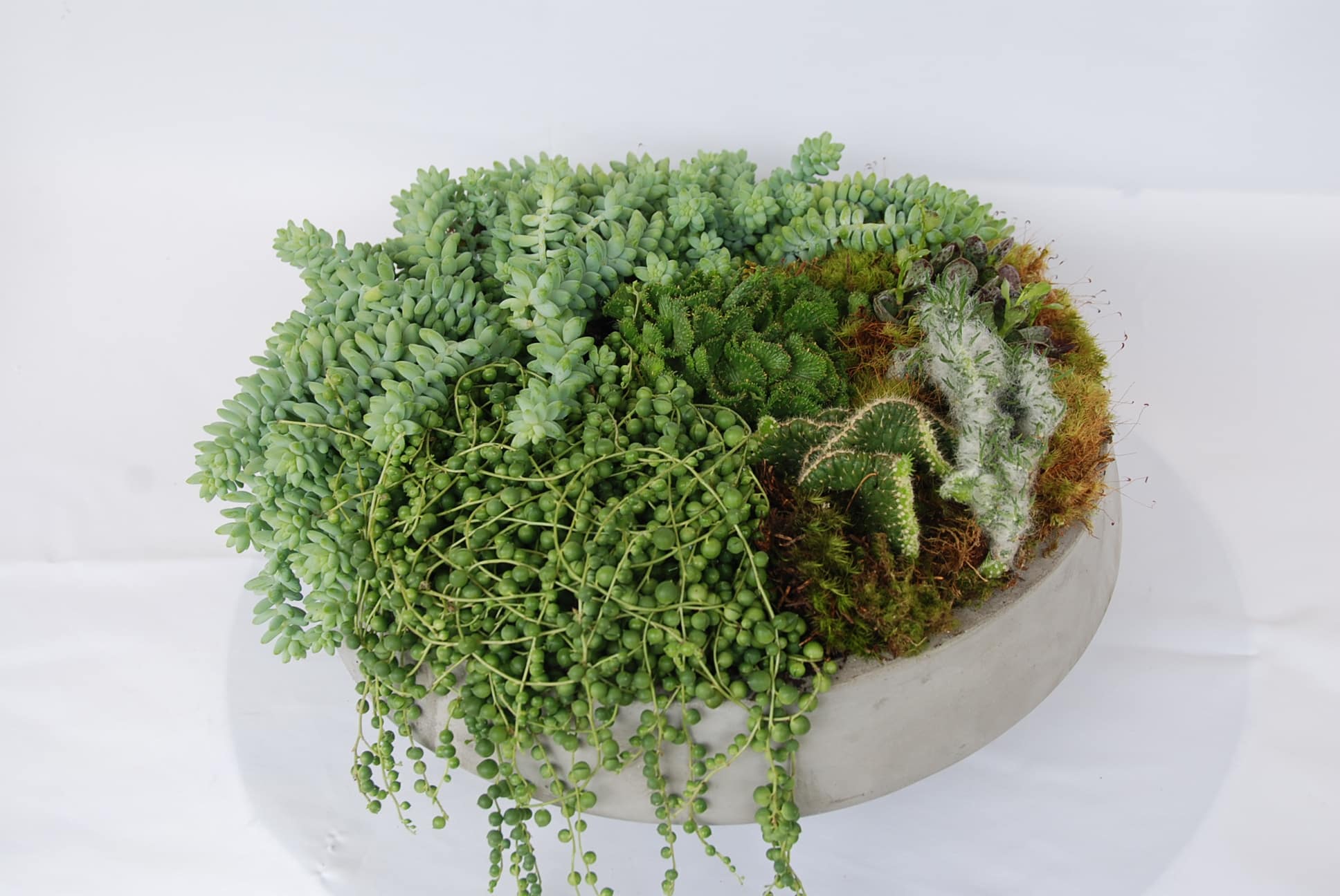 Succulent arrangement in a shallow round planter with trailing bead-like plants