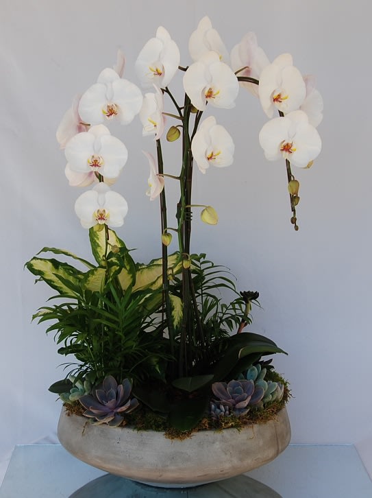 Tranquily - A stunning arrangement of phalaenopsis orchids, lush green plants and succulents in a concrete industrial bowl.   