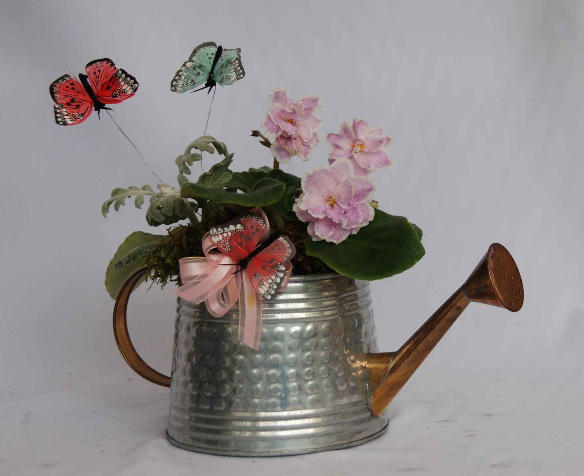Little African violet - African violet and dusty miller in a watering can. 