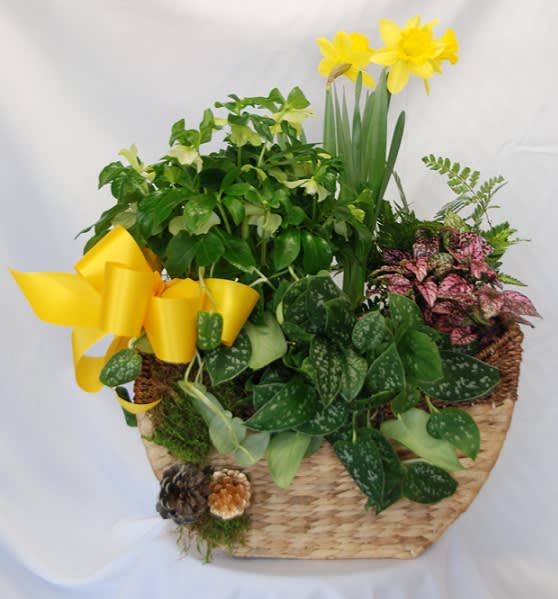 Daffodil Basket - A basket of green and blooming plants such as polka dot splash, hellebore, daffodils, and more. 