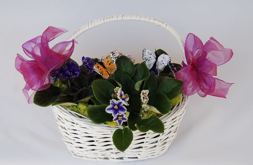 African Violet Basket - African Violet in a basket with butterfly decorations.