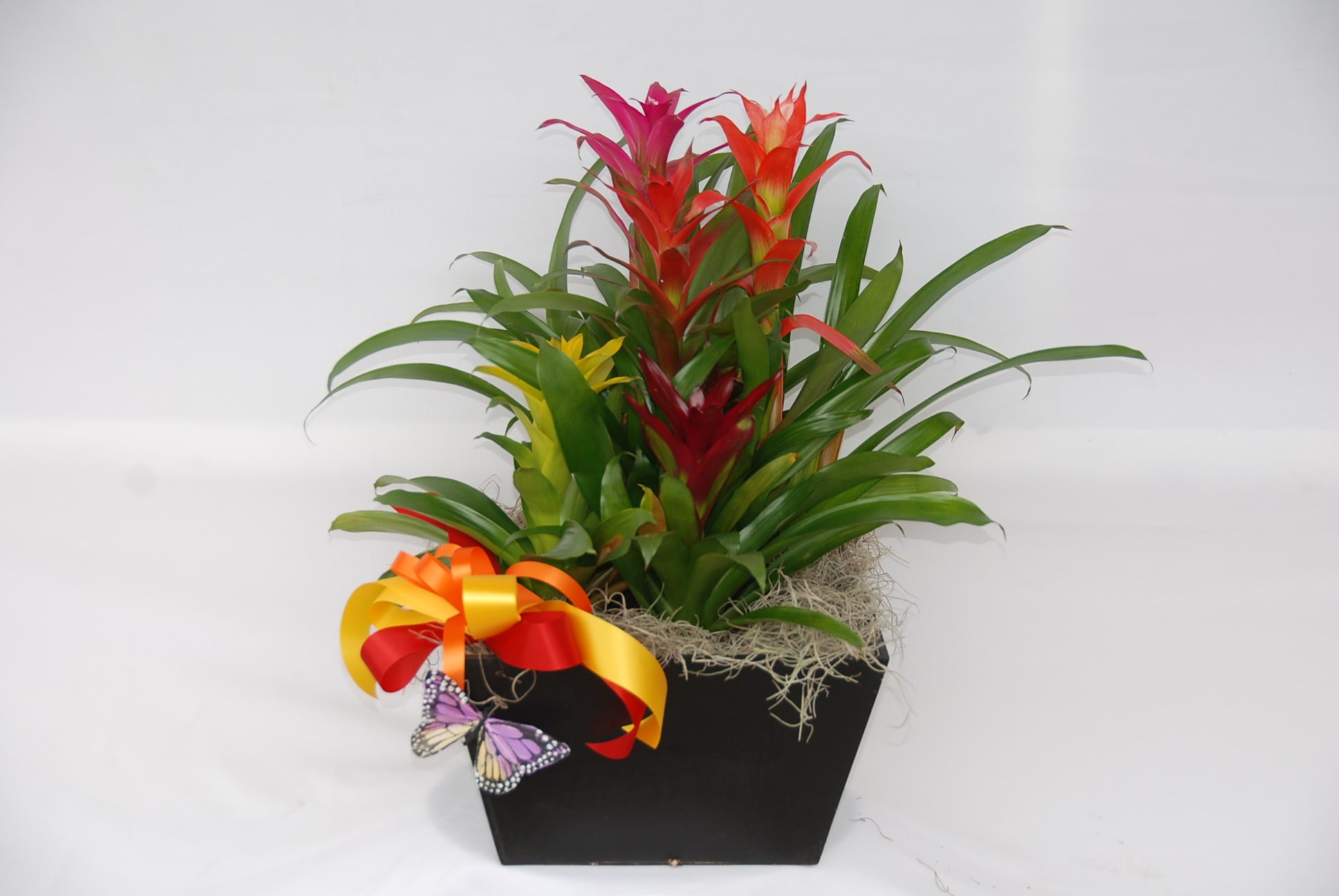 Bromeliad plant - Multi-color Bromeliad plant in a wood arrangement. 
