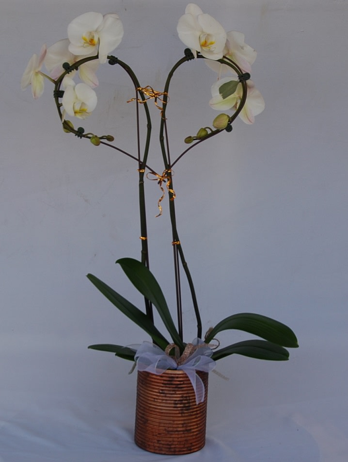 Hearth shaped Phalaenopsis Orchids Plant - Phalaenopsis Orchids Plant Good For Birthday, Anniversary or  Valentin's Day.