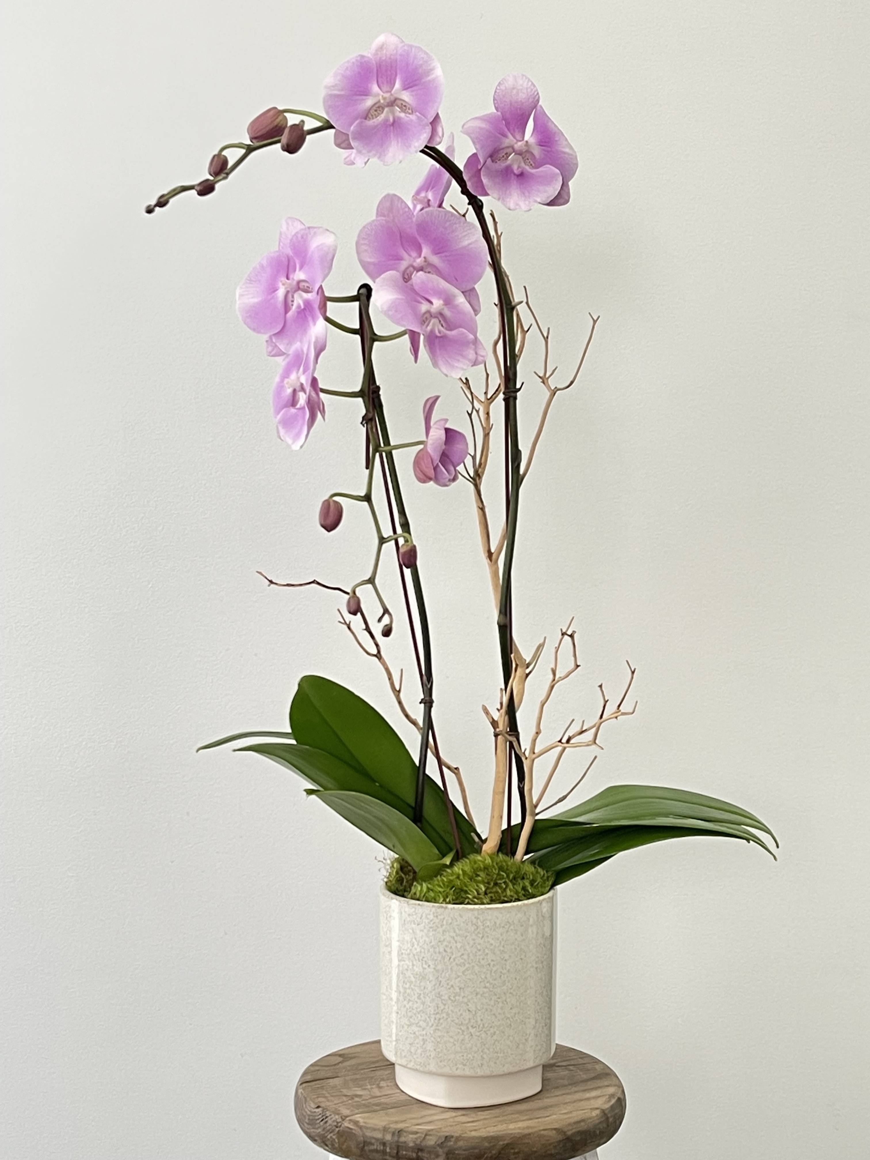 Pink orchid arrangement in a white ceramic pot