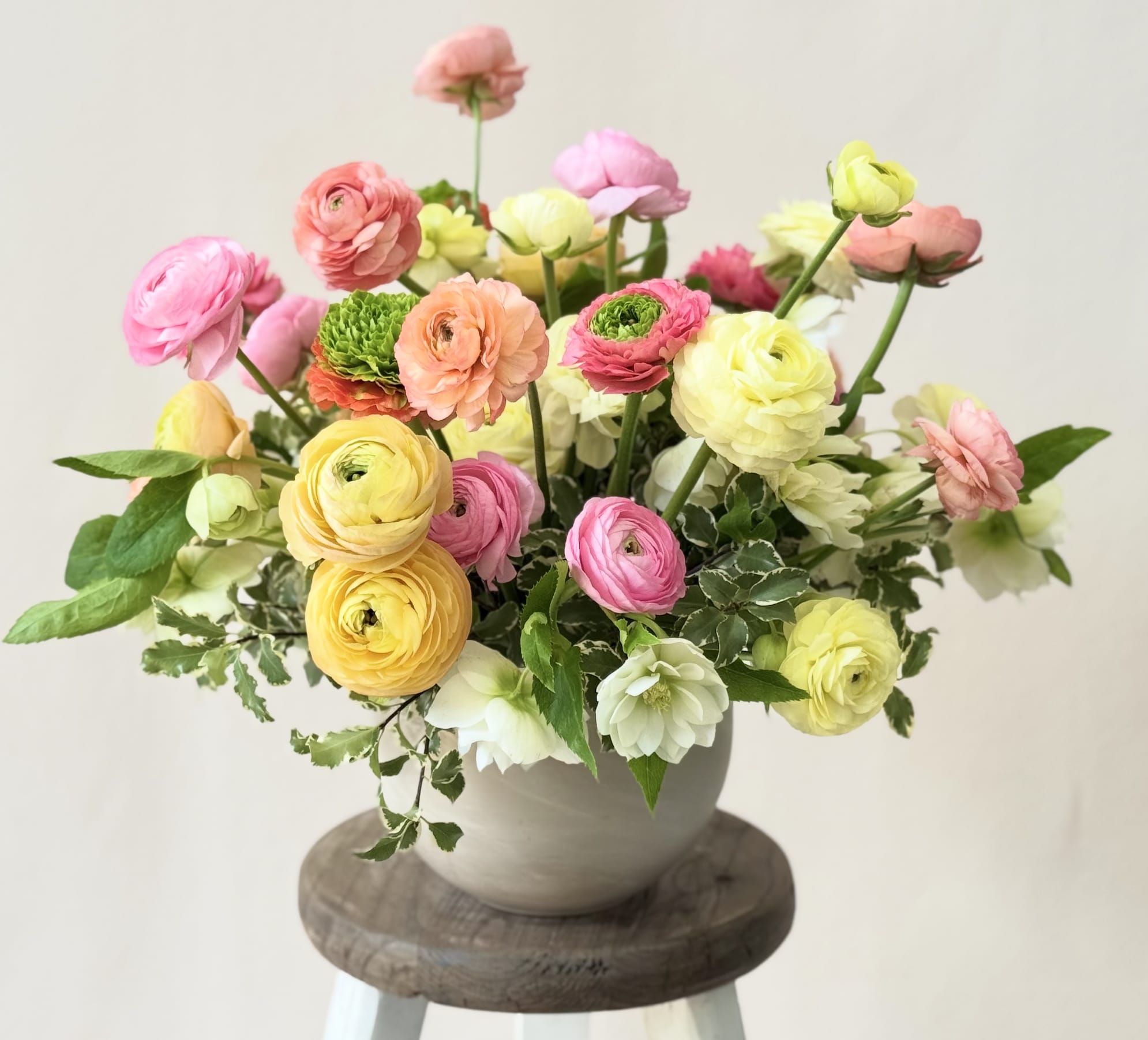 Bouquet of pink, yellow, and peach ranunculus in a white vase