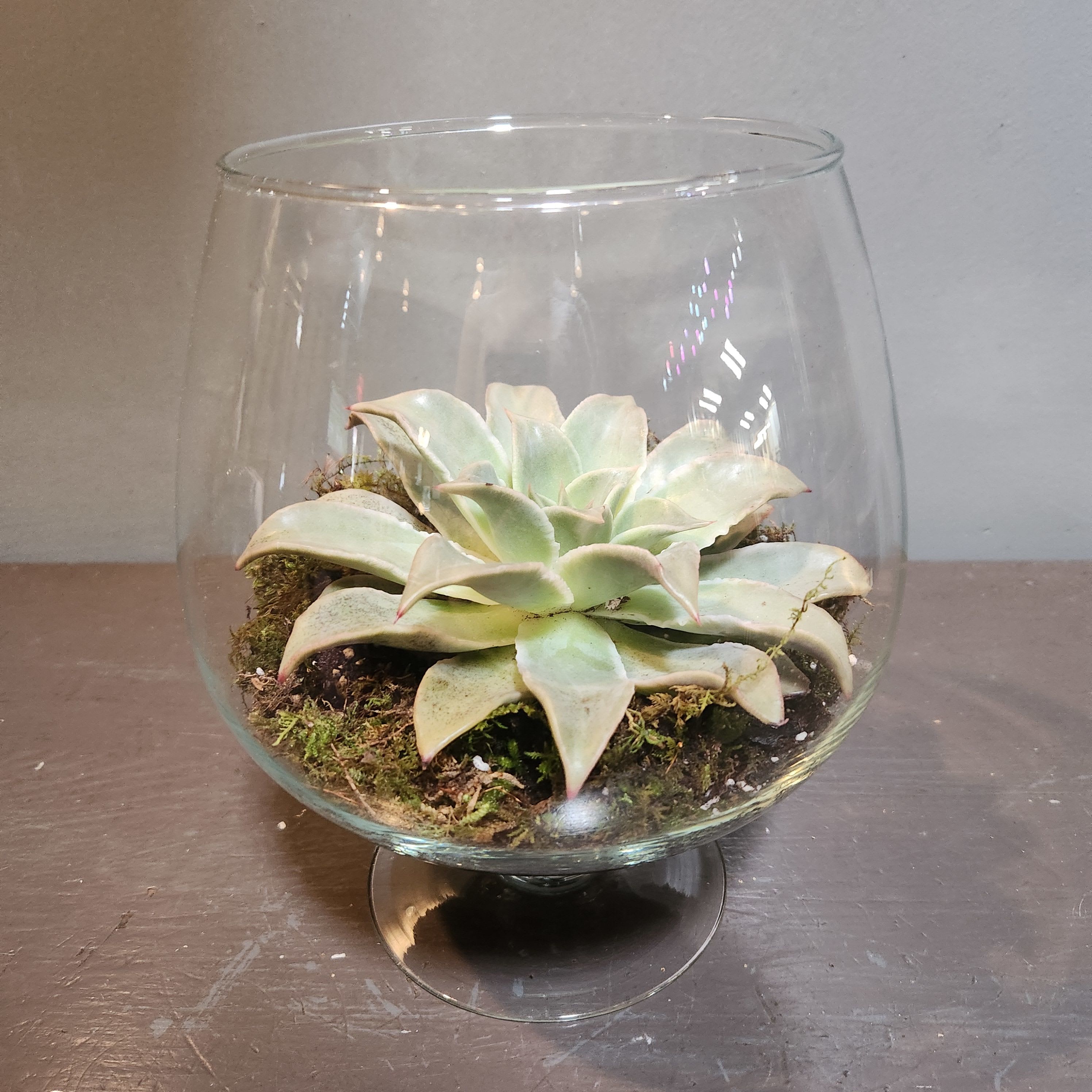 Plants: Succulent Terrarium - Calm - The perfect long-lasting gift - a succulent terrarium. Measures approx. 10"Tx8"W and arrives in a glass vase.