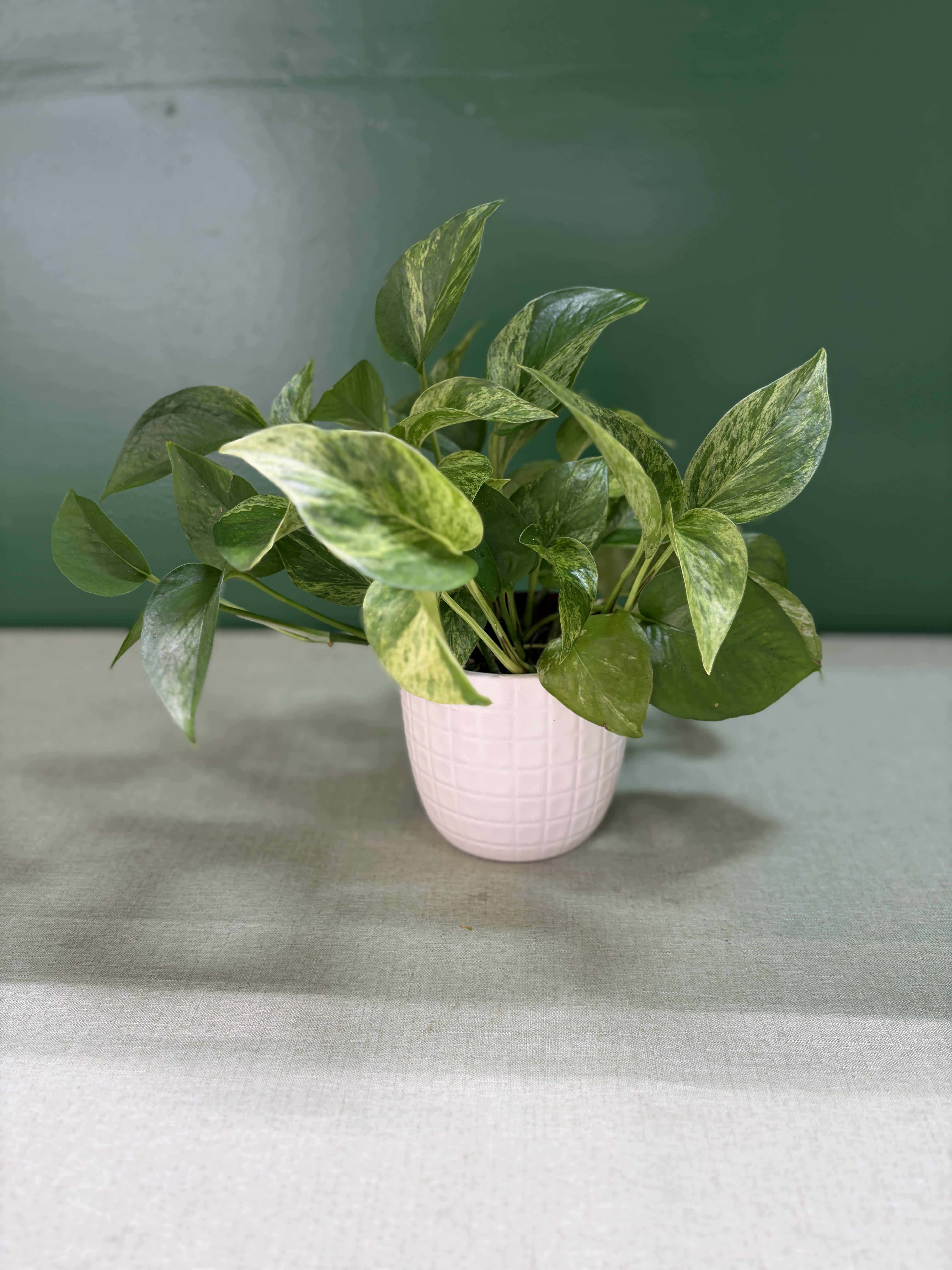 Golden Pothos - A lush, easy-care houseplant with beautiful heart-shaped green leaves marbled with golden-yellow variegation. Golden Pothos is an excellent indoor plant that looks lovely on a tabletop or shelf and can develop trailing vines as it grows. Prefers bright, indirect light but adapts well to lower-light conditions. 