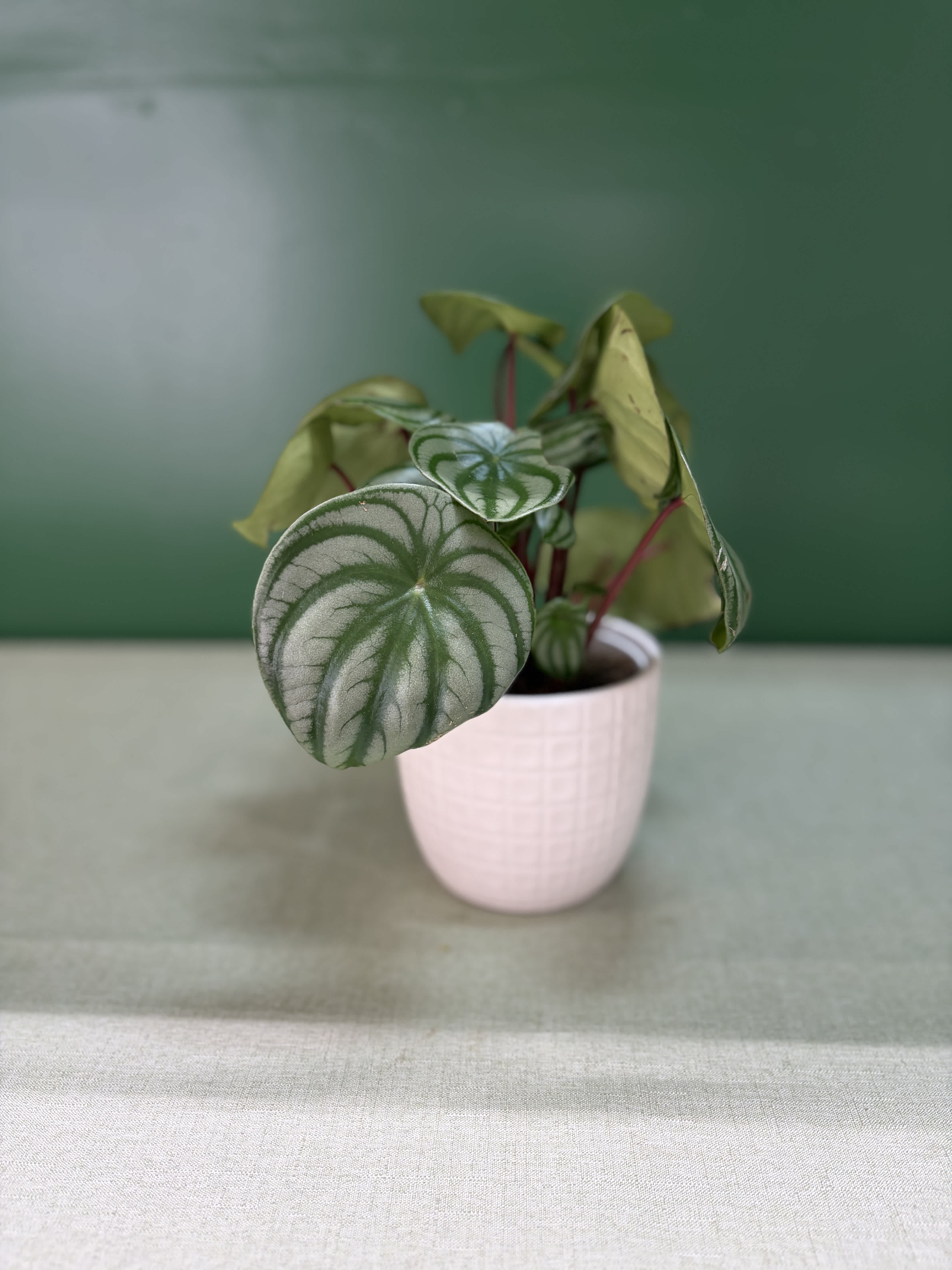 Small potted plant with round silver-green leaves in a pale pink pot