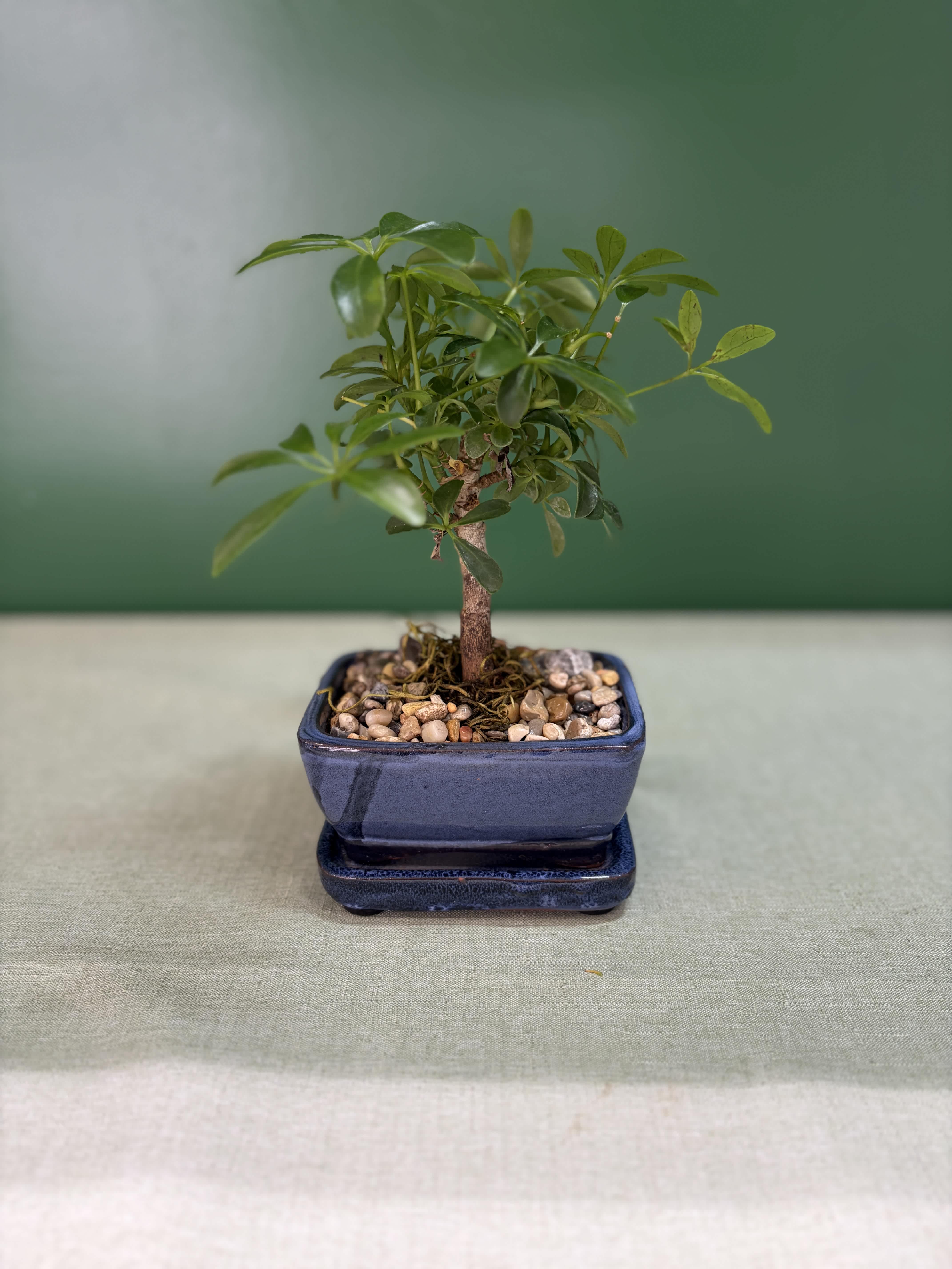 Small potted bonsai tree in a blue ceramic pot