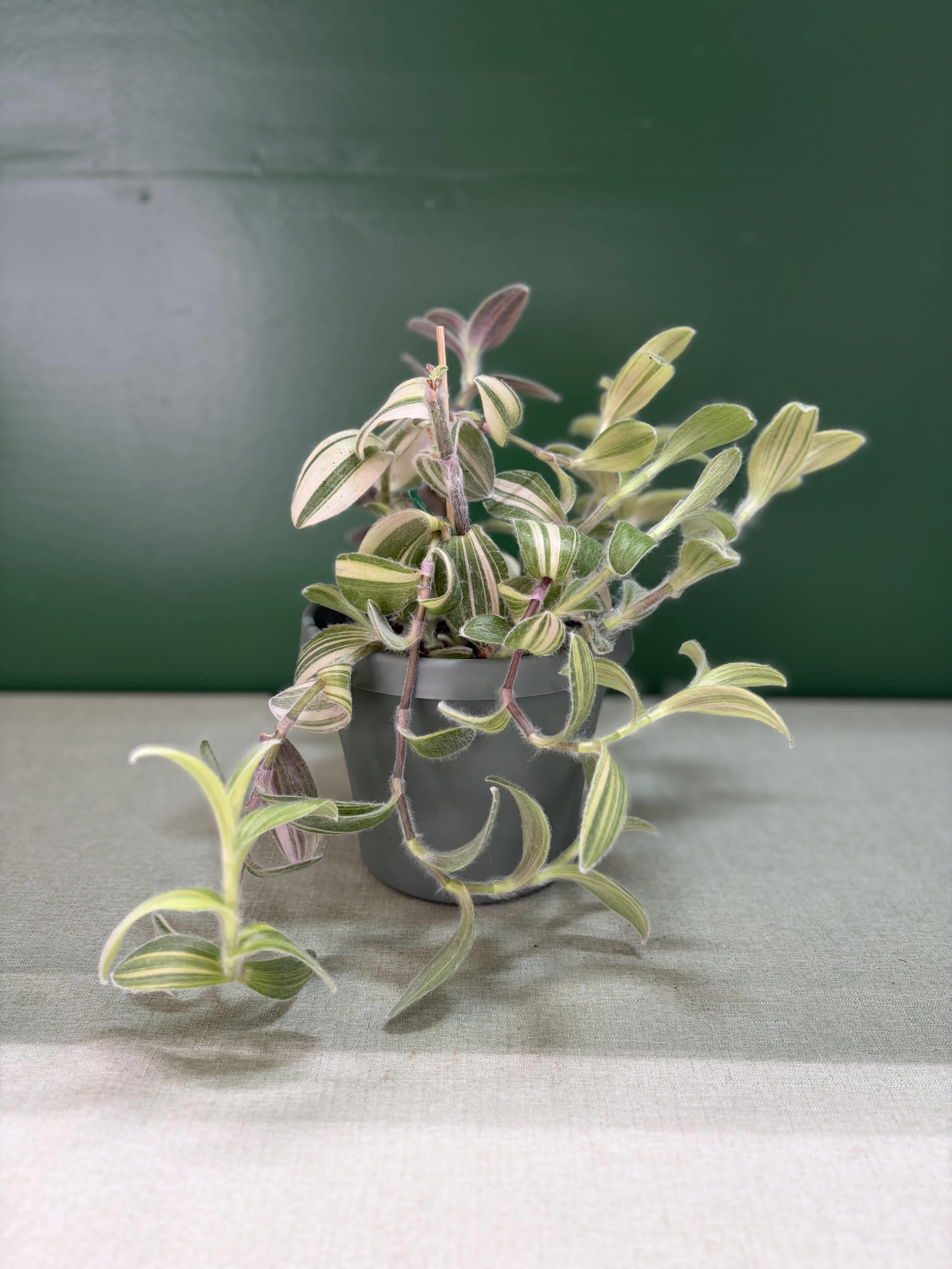 Variegated trailing plant in a gray pot