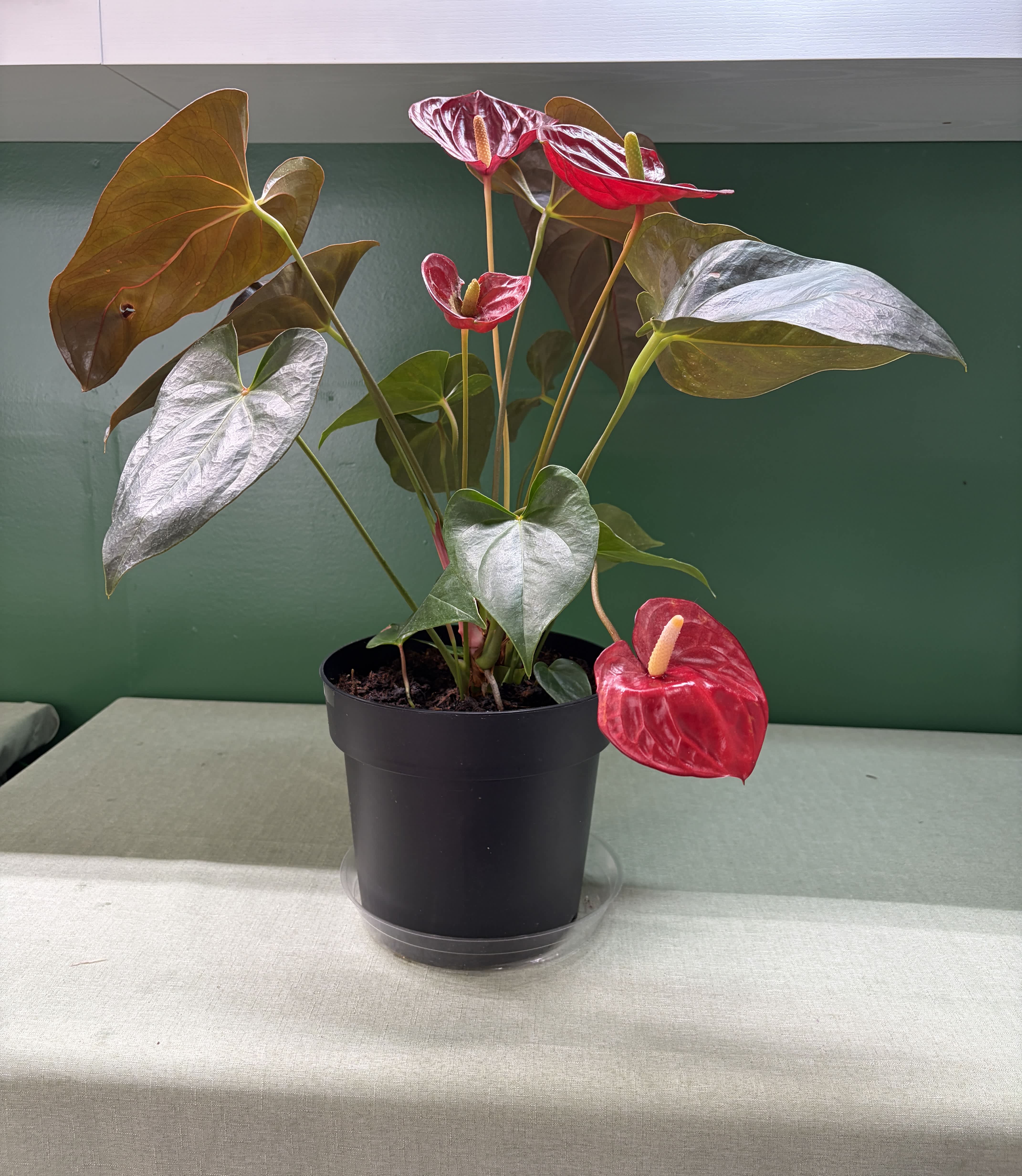 Potted anthurium plant with red spathes in a black nursery pot