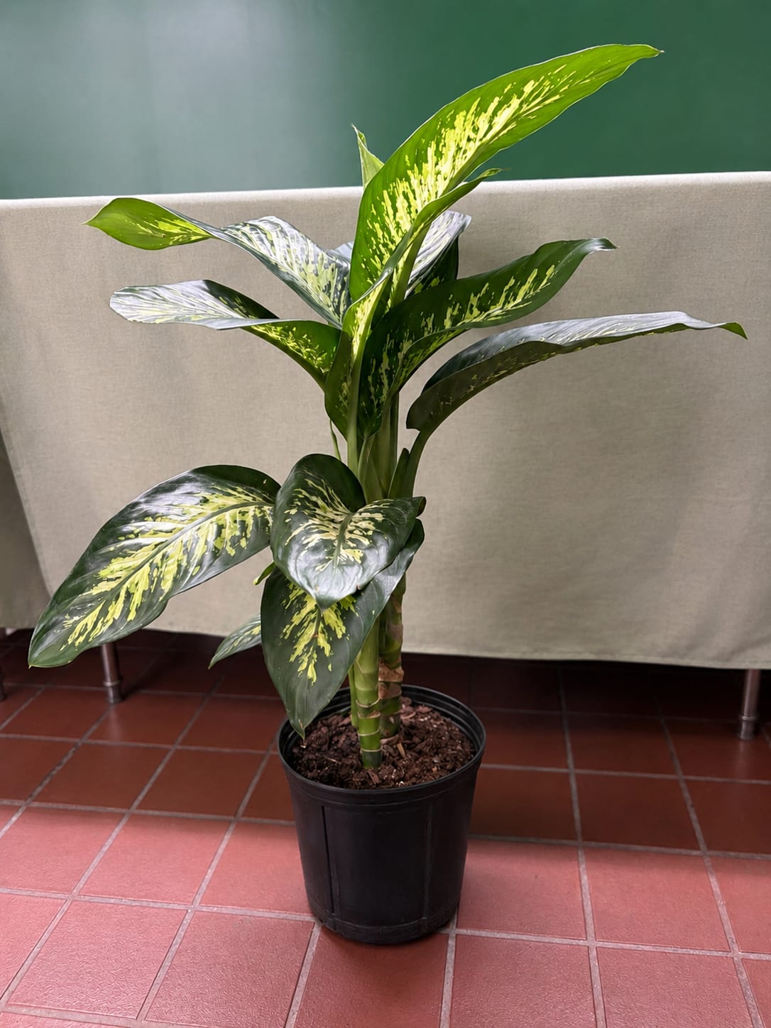 Potted variegated tropical plant with broad green and yellow leaves