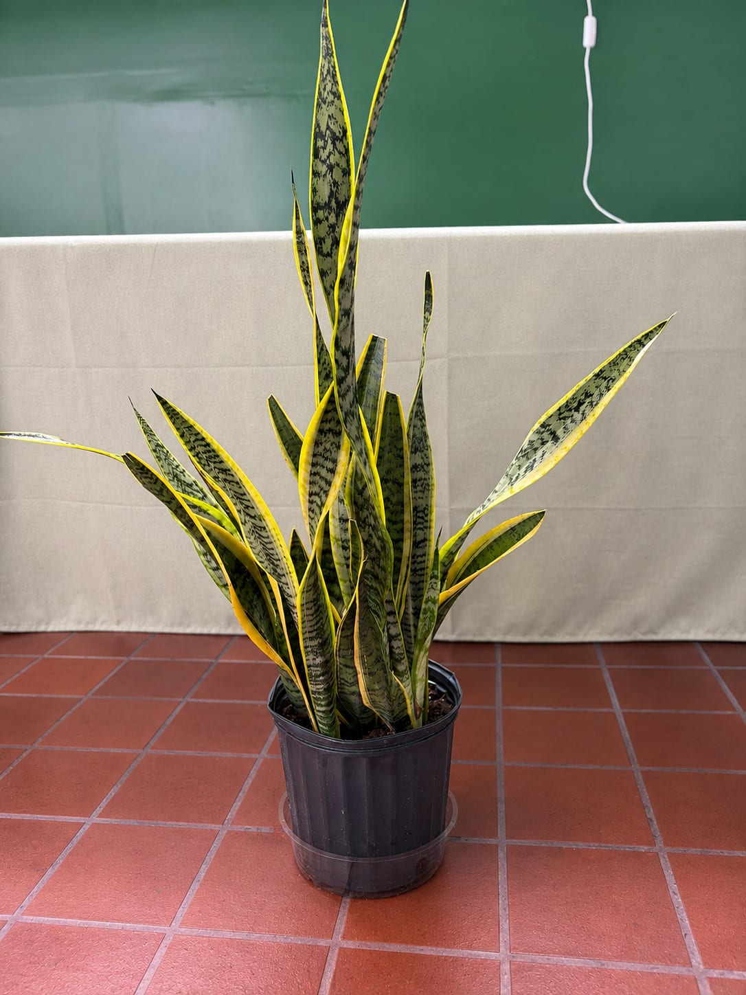 Potted snake plant with tall variegated leaves in a black nursery pot