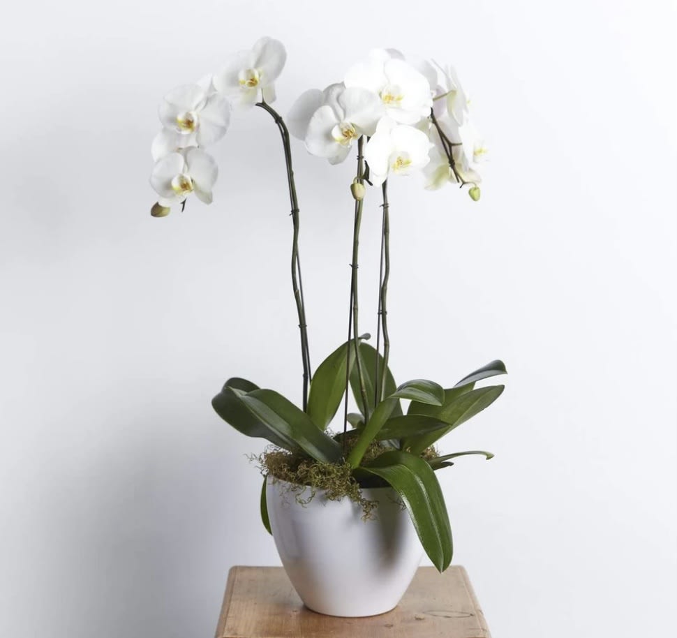 White orchid plant in a white pot on a wooden surface