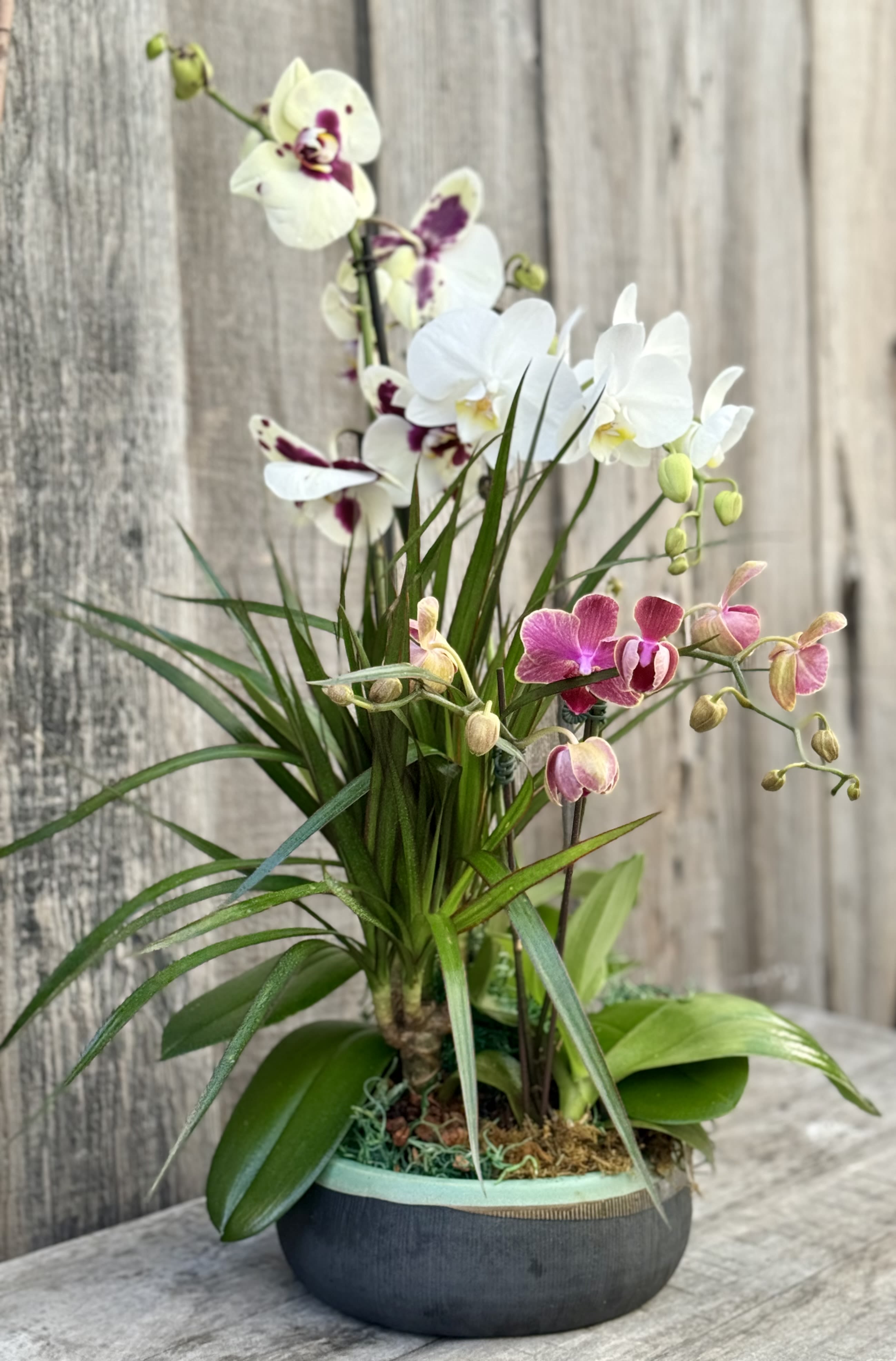 Potted orchid arrangement with white and pink blooms in a round container