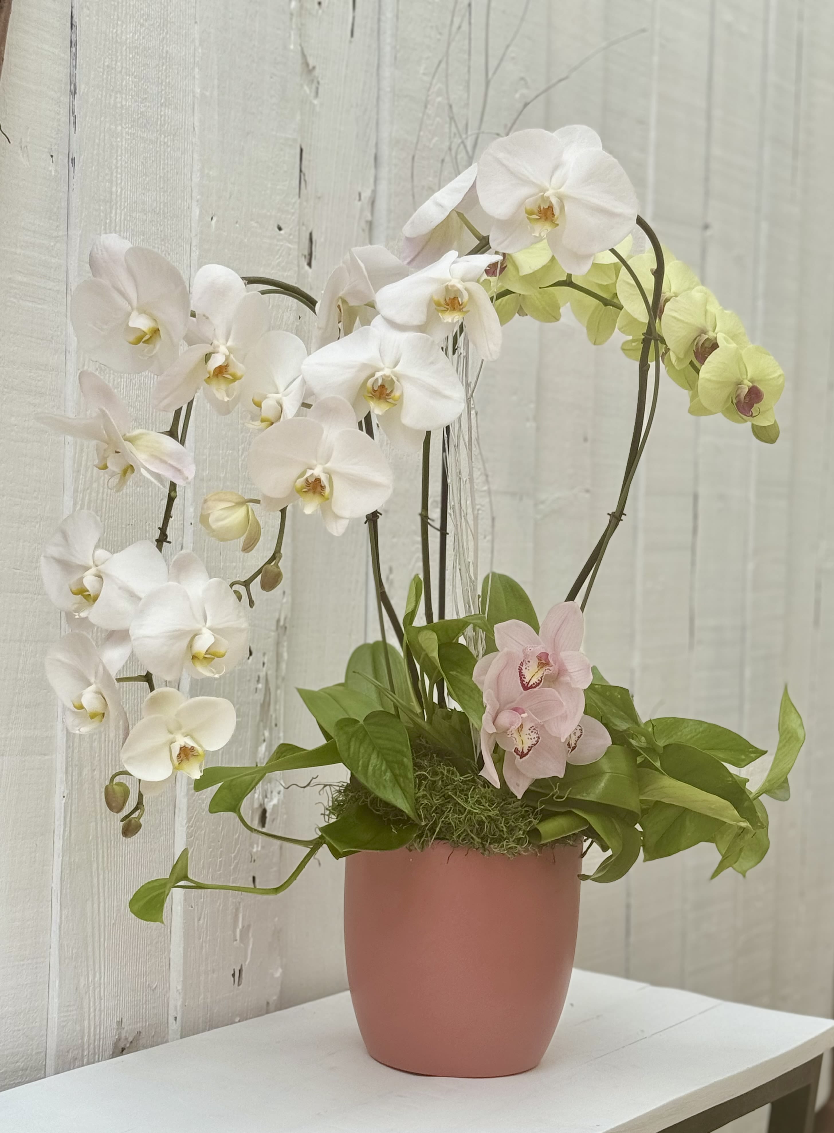 Potted orchid arrangement with white, pale pink, and green blooms