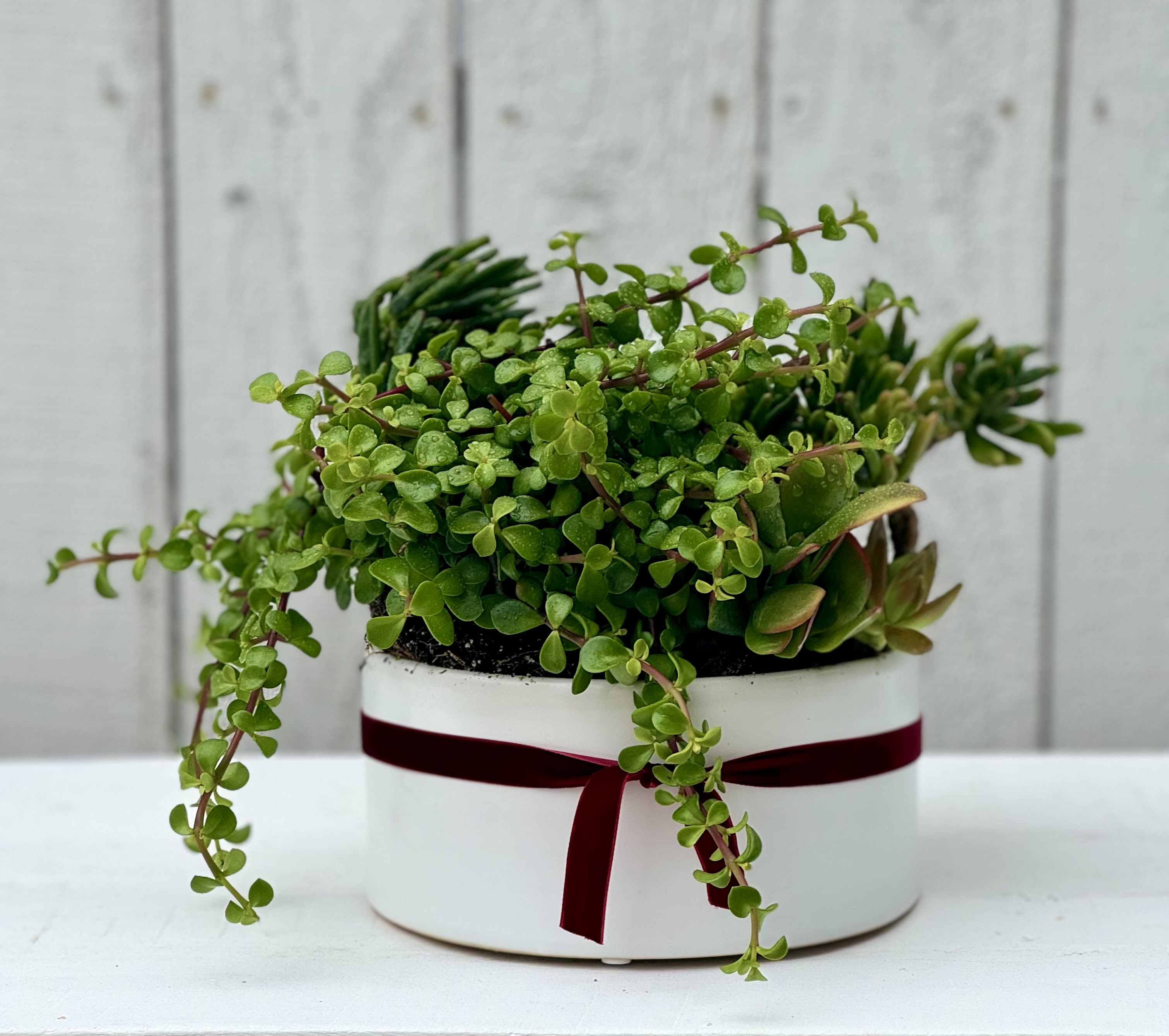 Potted succulent arrangement in a white round container with a burgundy ribbon