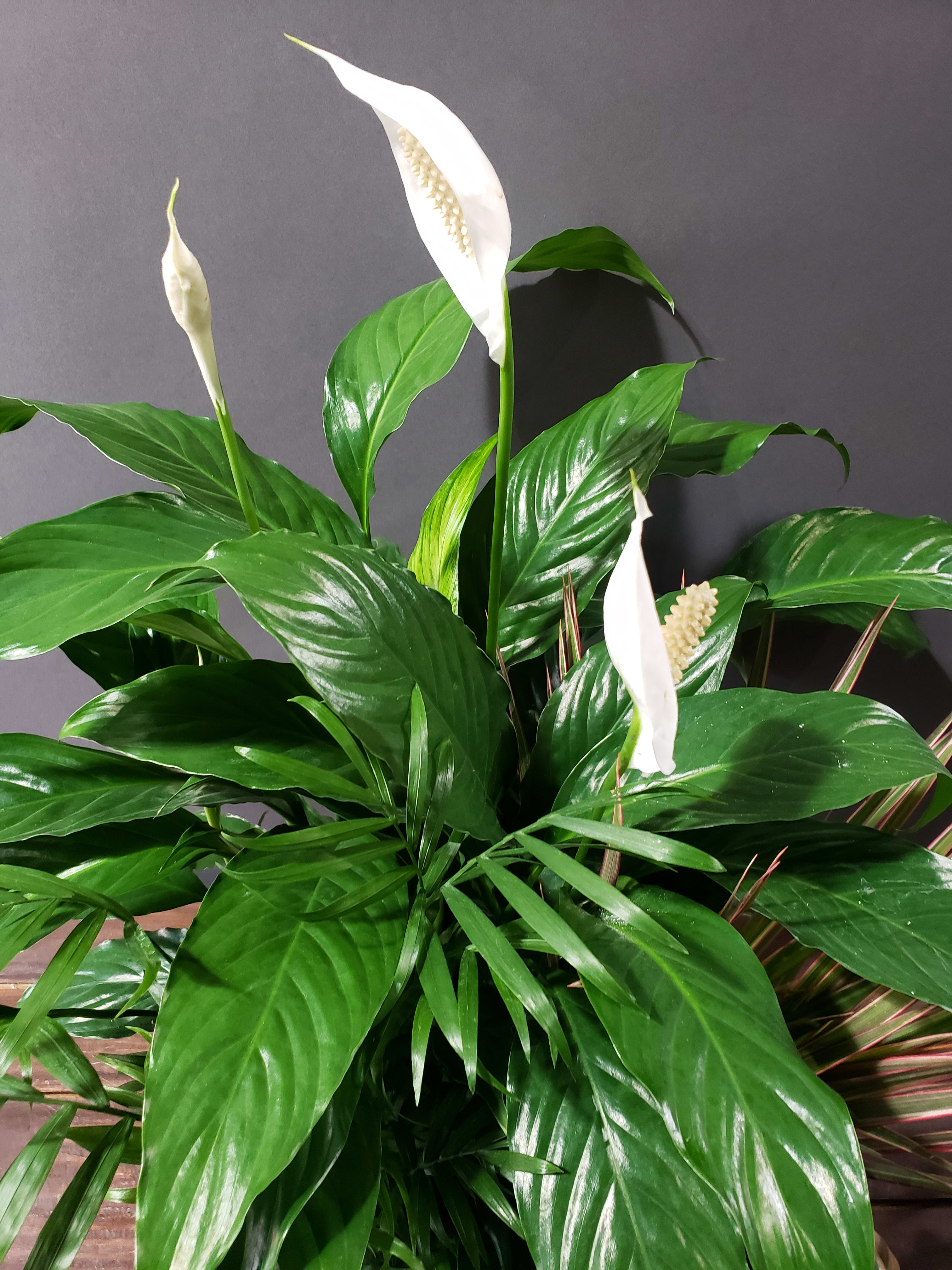White peace lilies with glossy green leaves in a planter