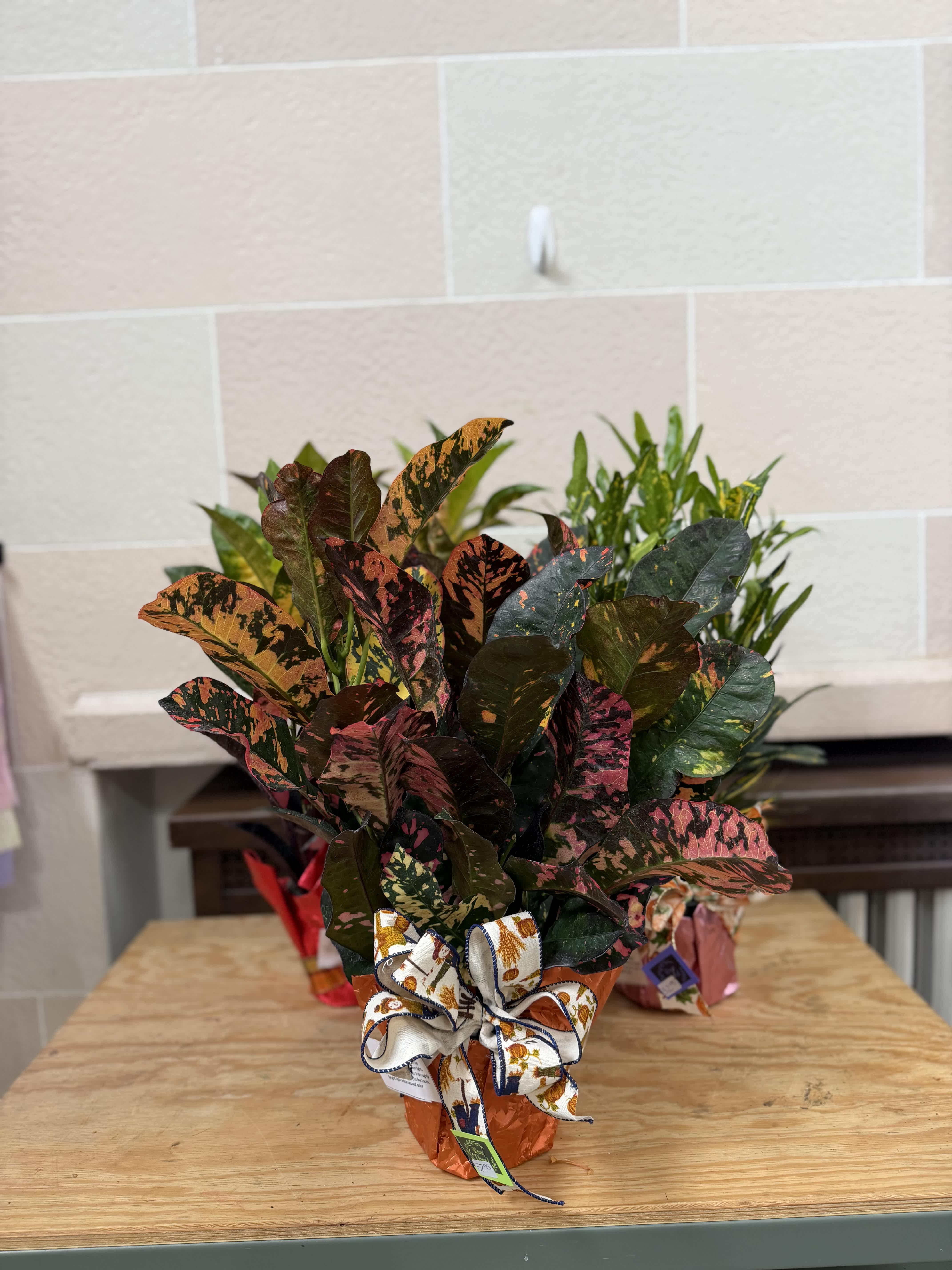 Potted croton plant with multicolored leaves and a decorative ribbon