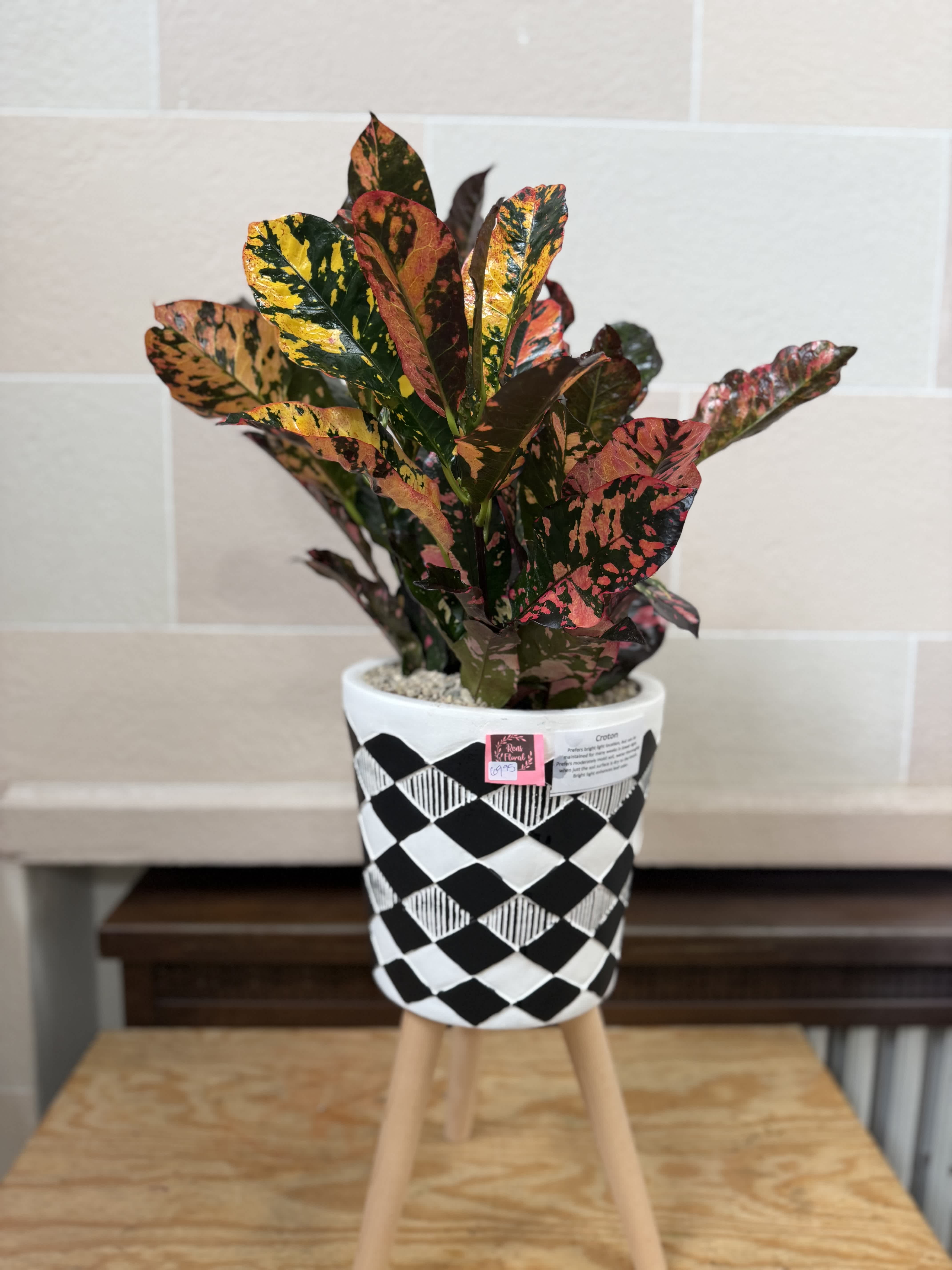 Potted croton plant with multicolored leaves in a patterned white pot