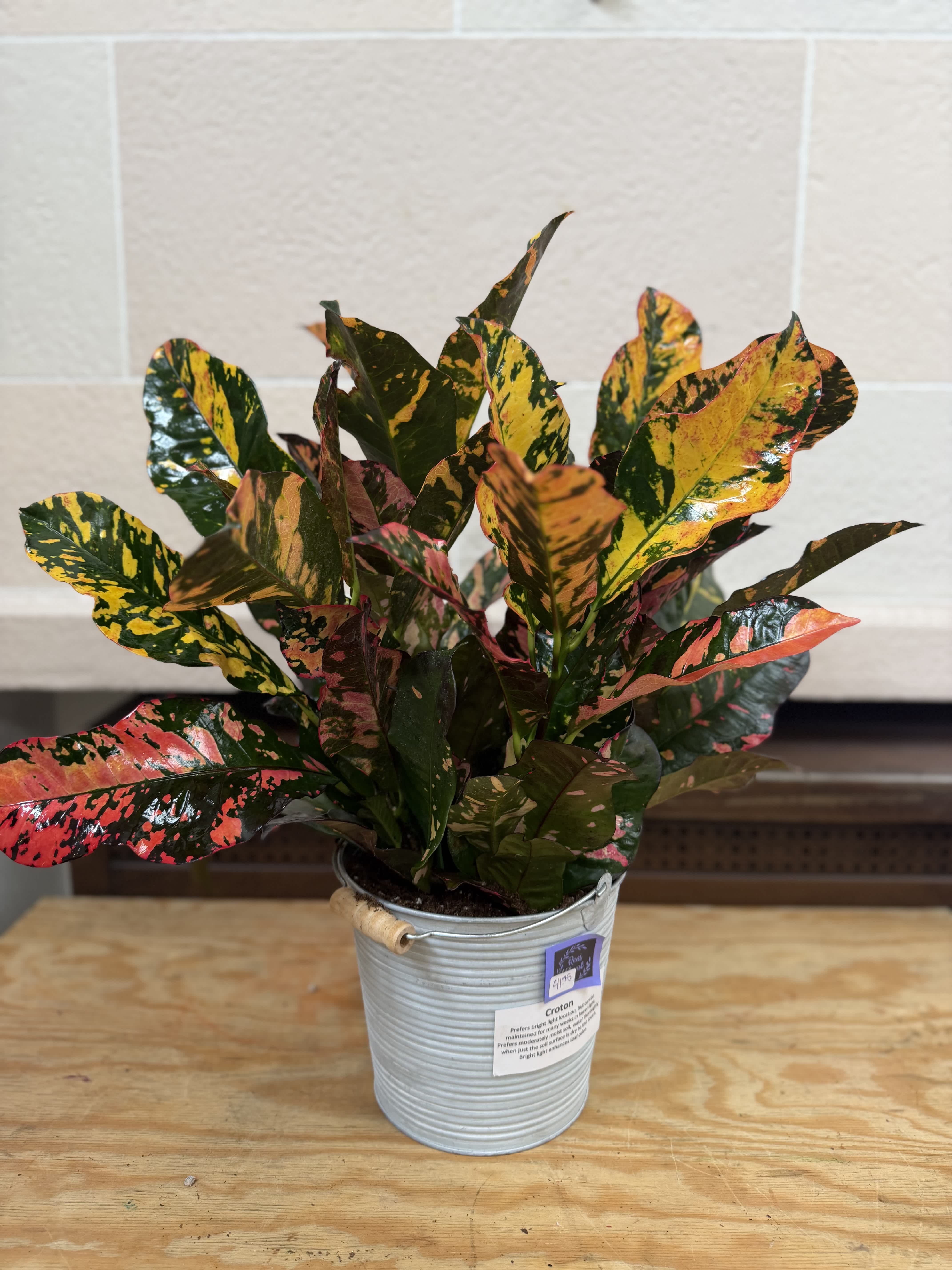 Potted croton plant with multicolored leaves in a metal bucket