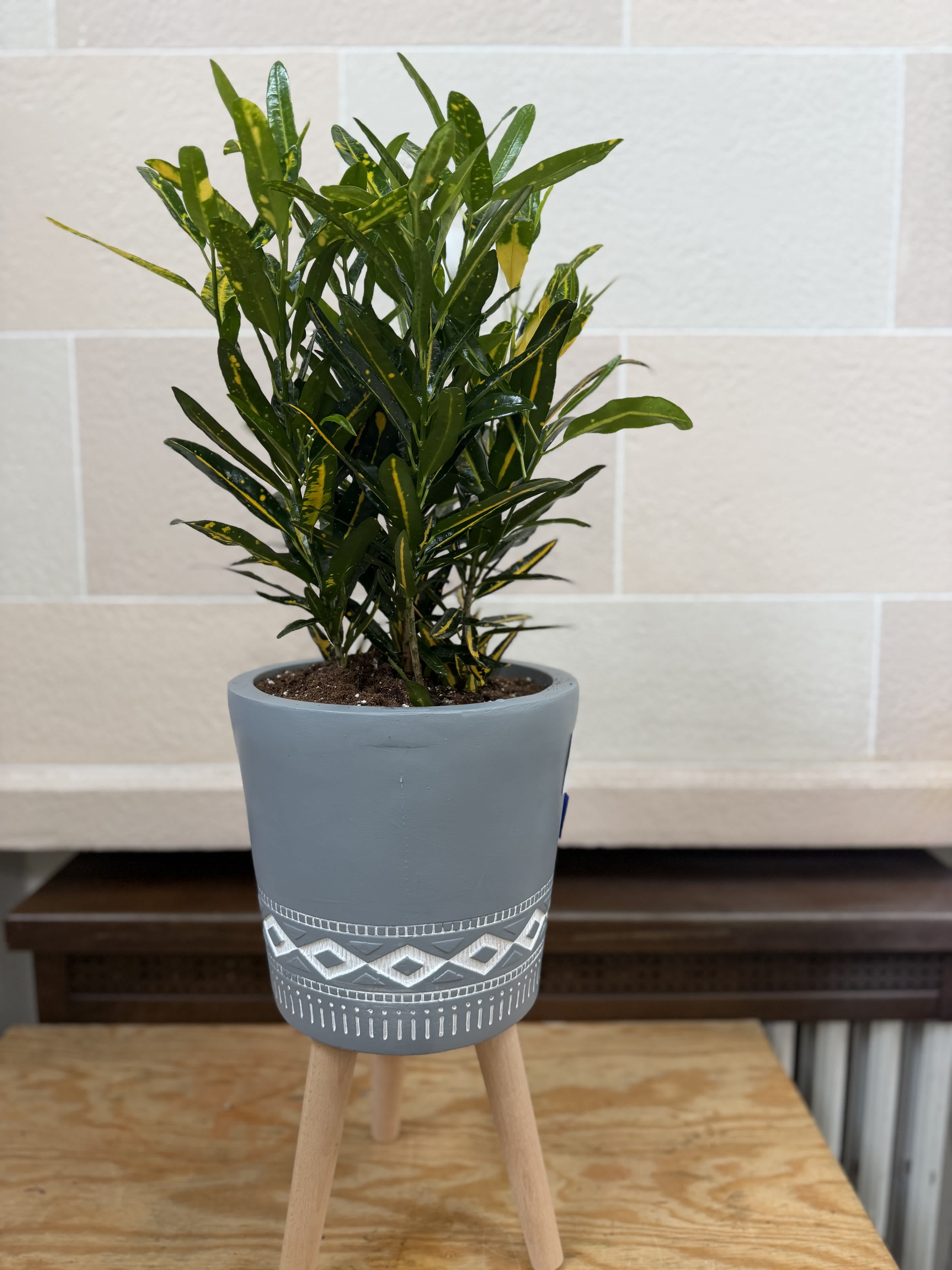 Potted leafy plant in a gray decorative planter on a wooden stand